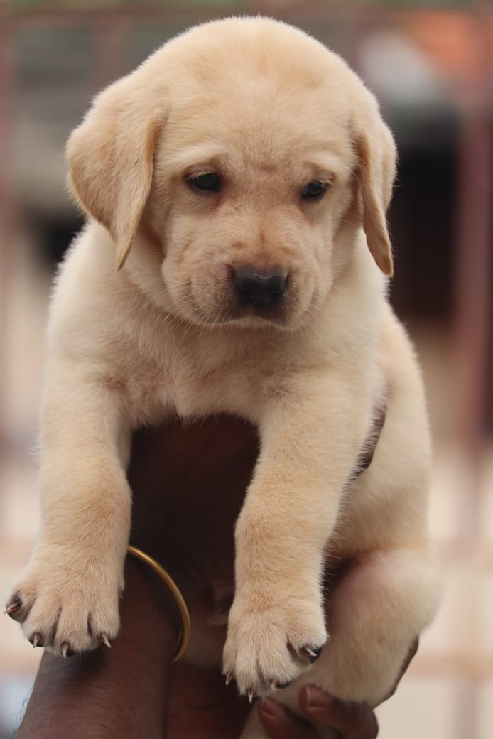 Lab