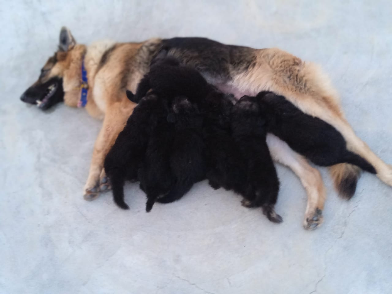 German shepherd