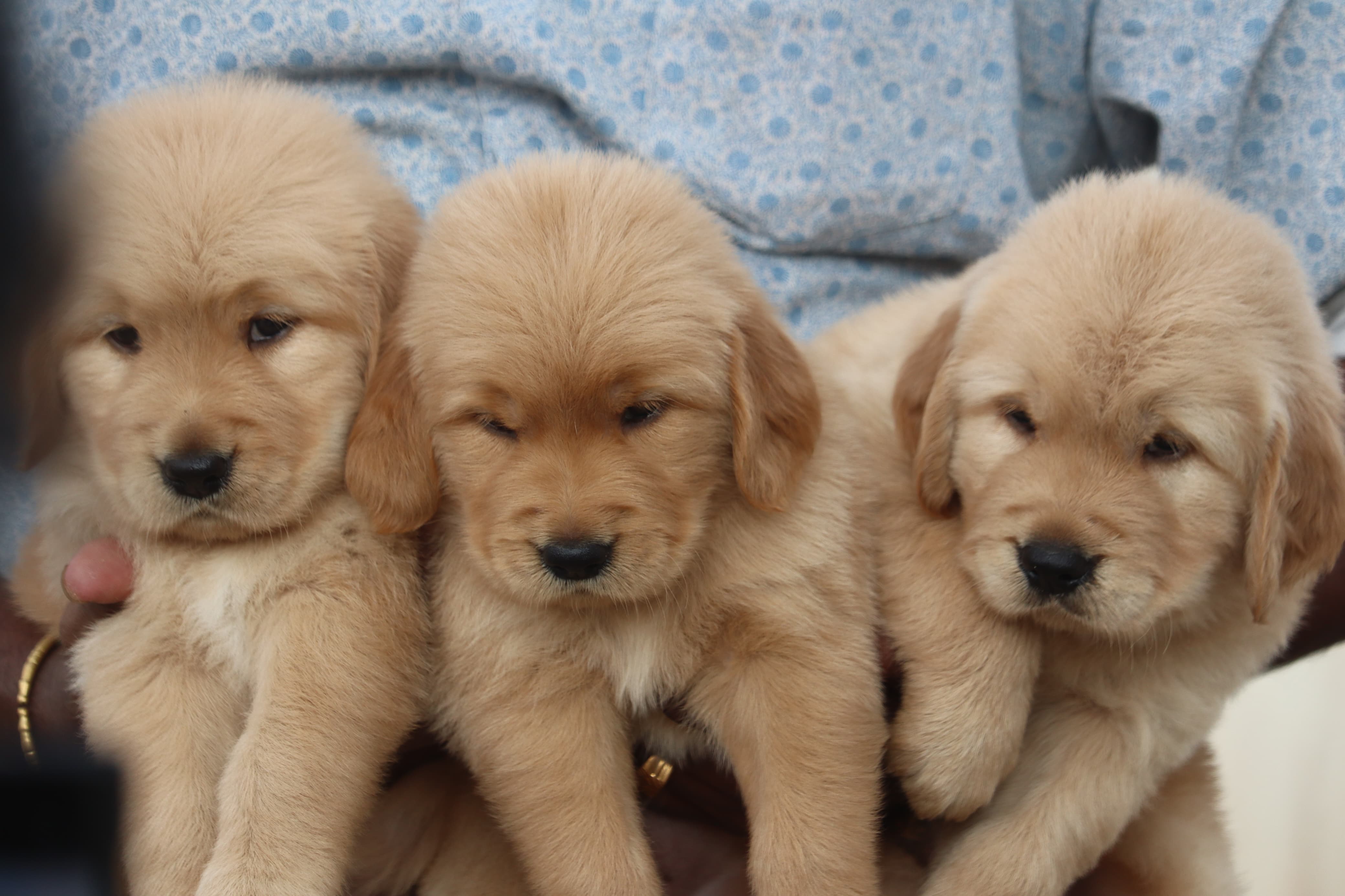 Golden retriever