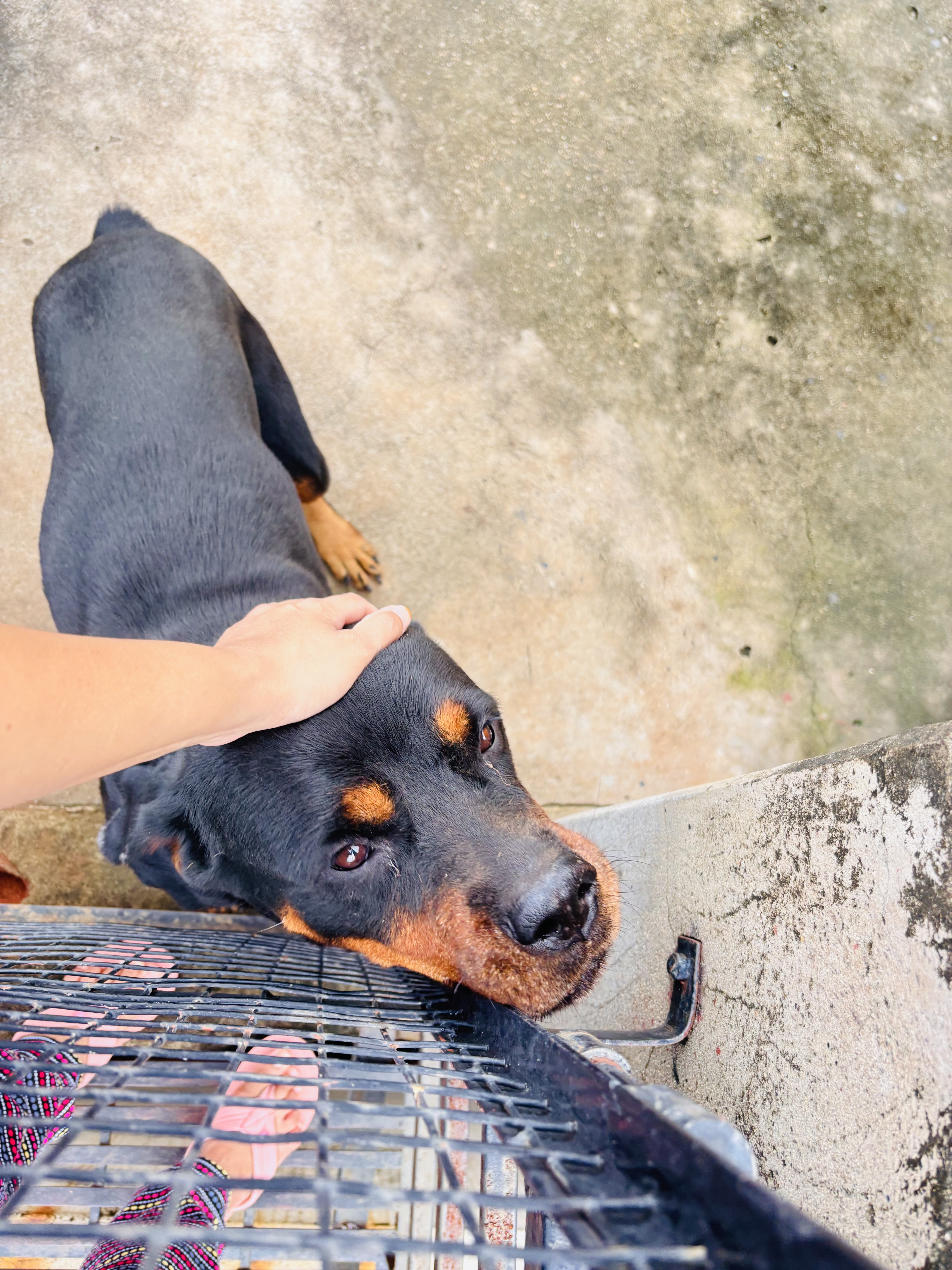 Doberman and Rotweiler in kurnool