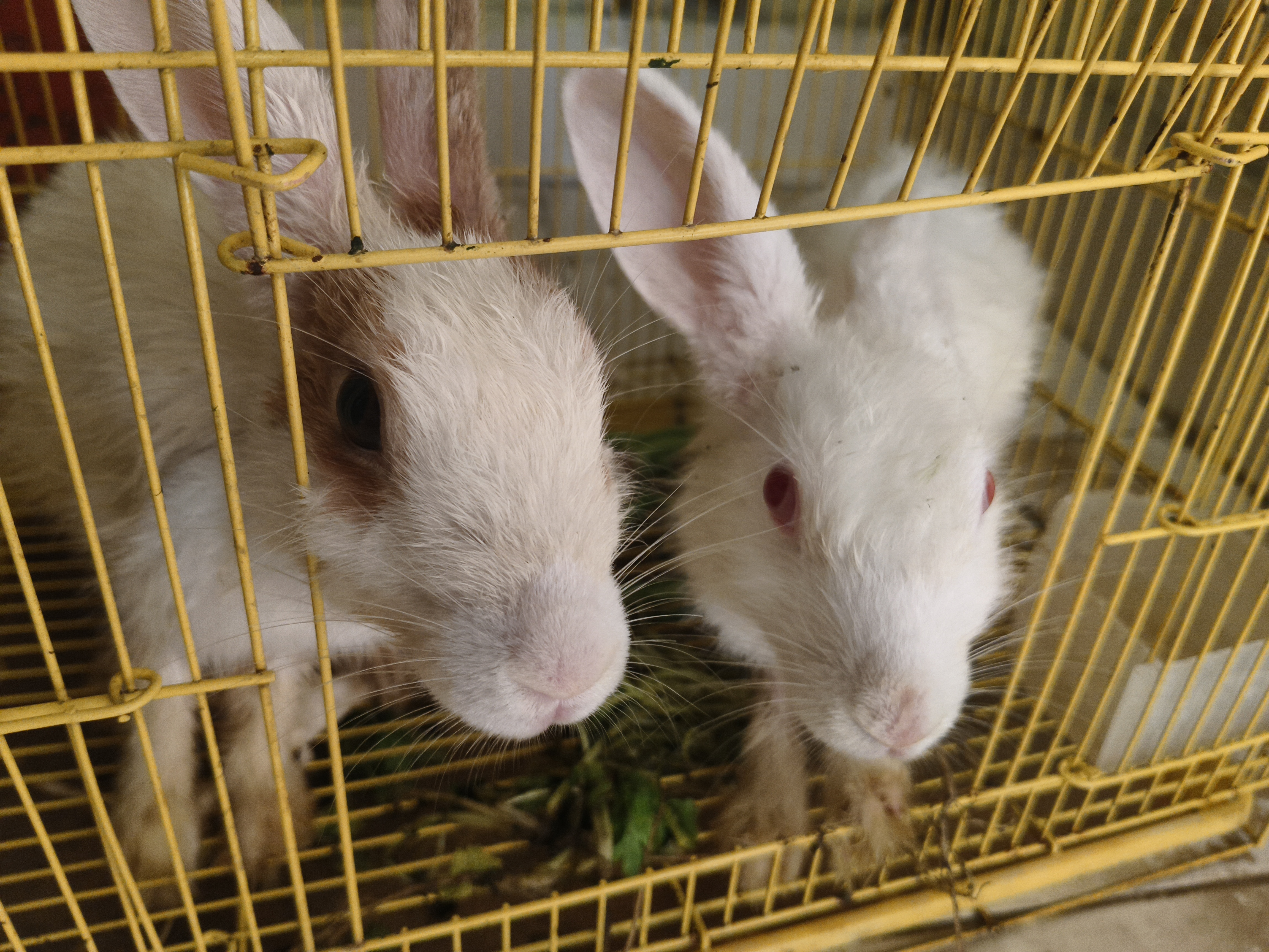 Rabits