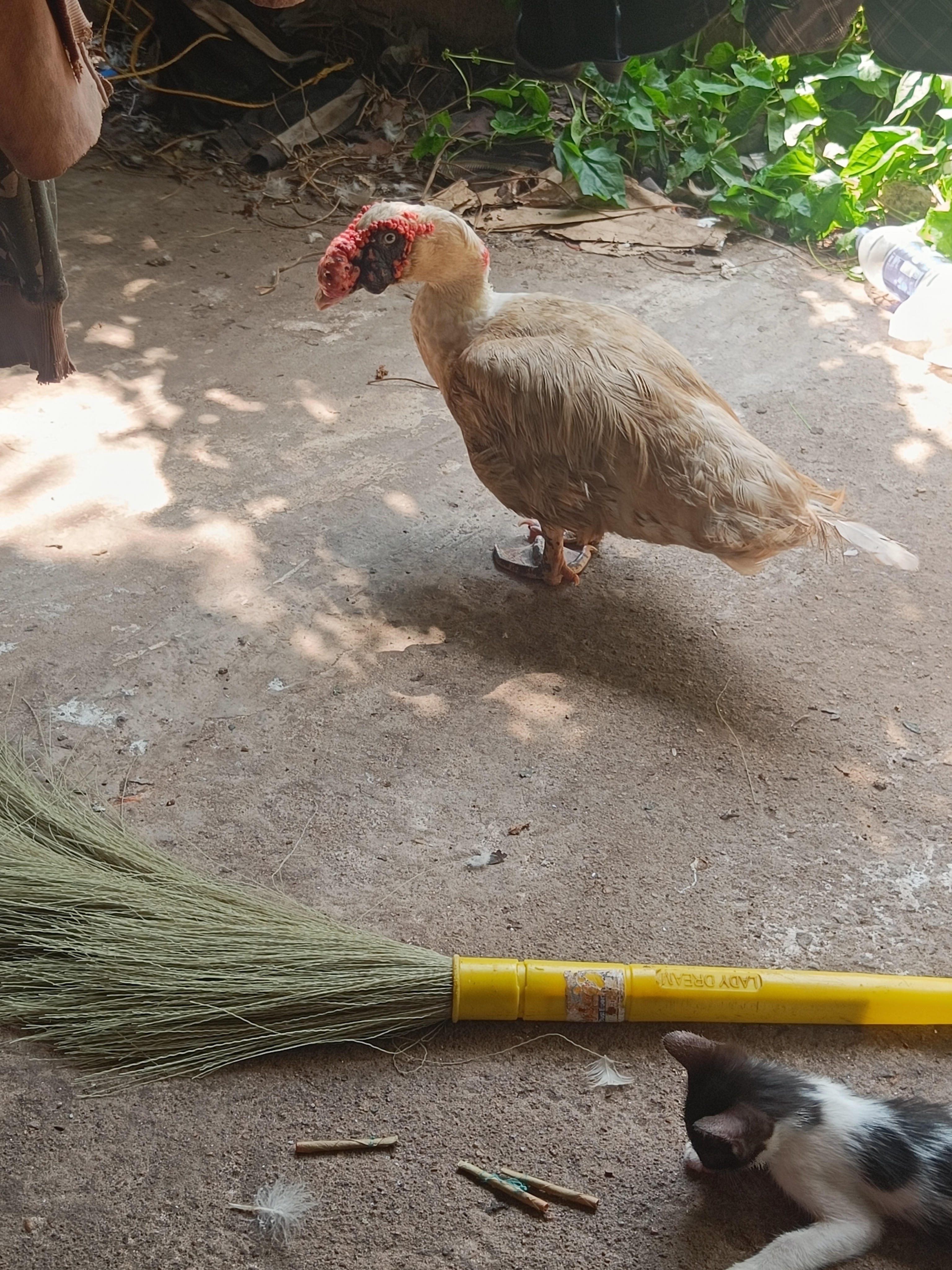 Muscovy Duck