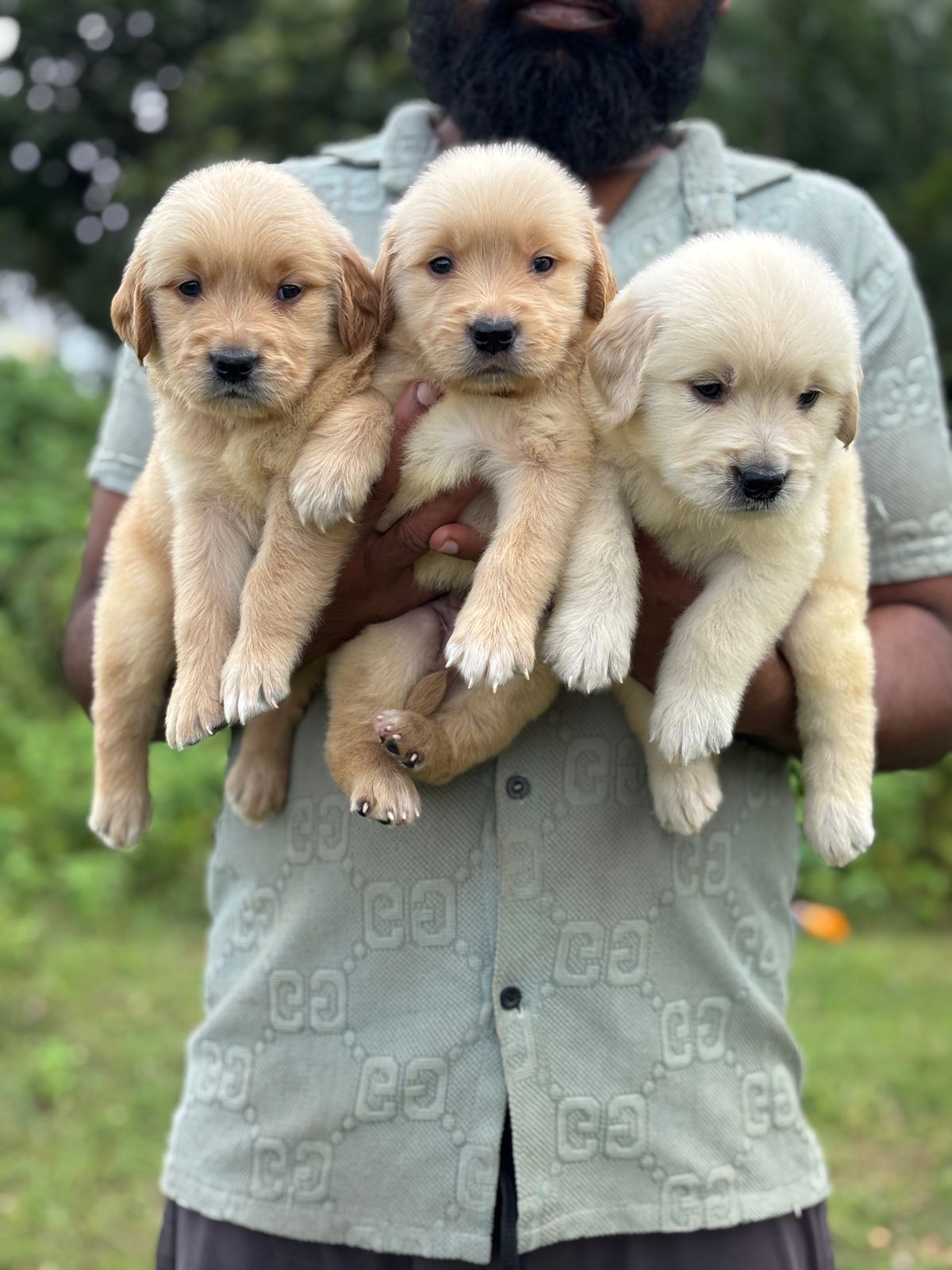 Golden retriever