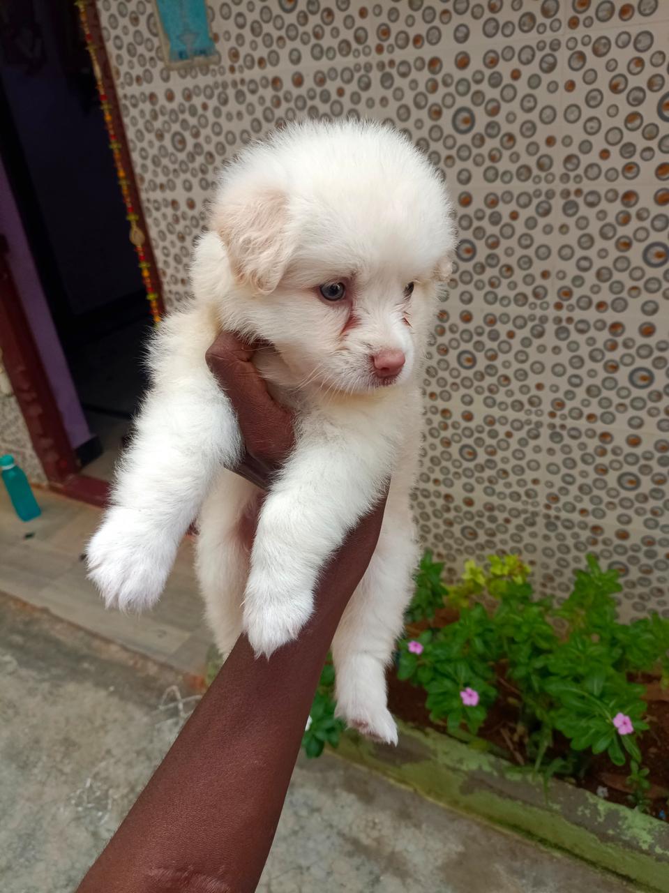 Pomeranian