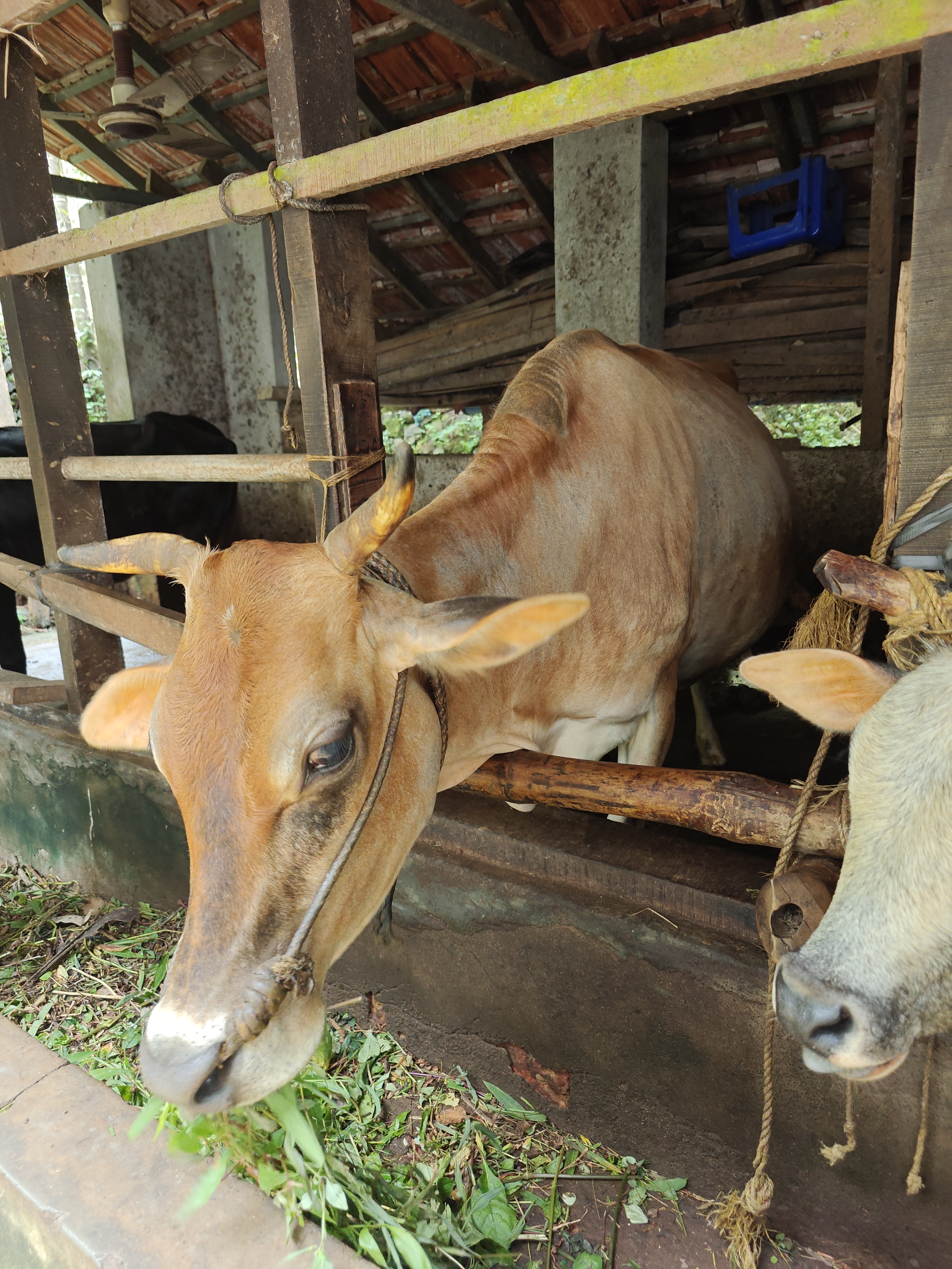 Cow ( jersy cross )