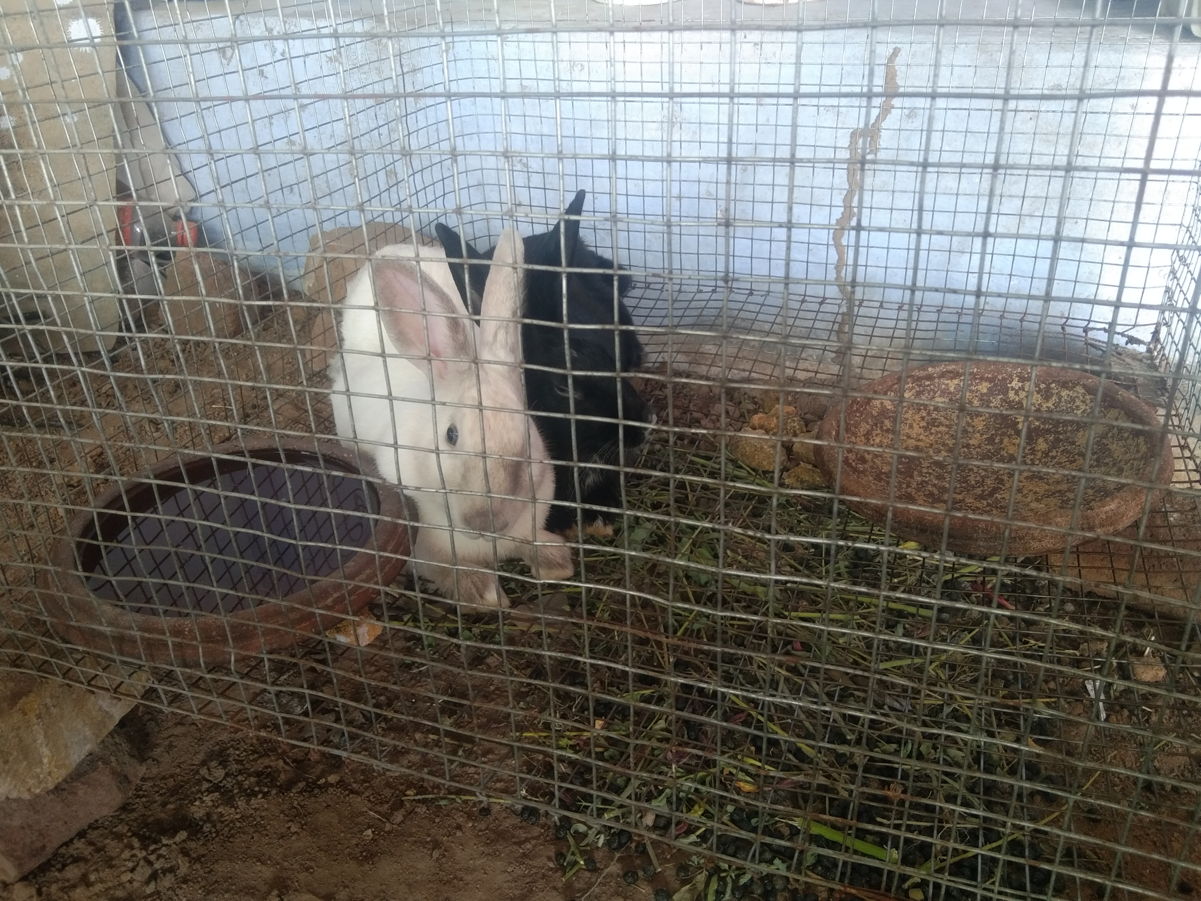 Rabbit