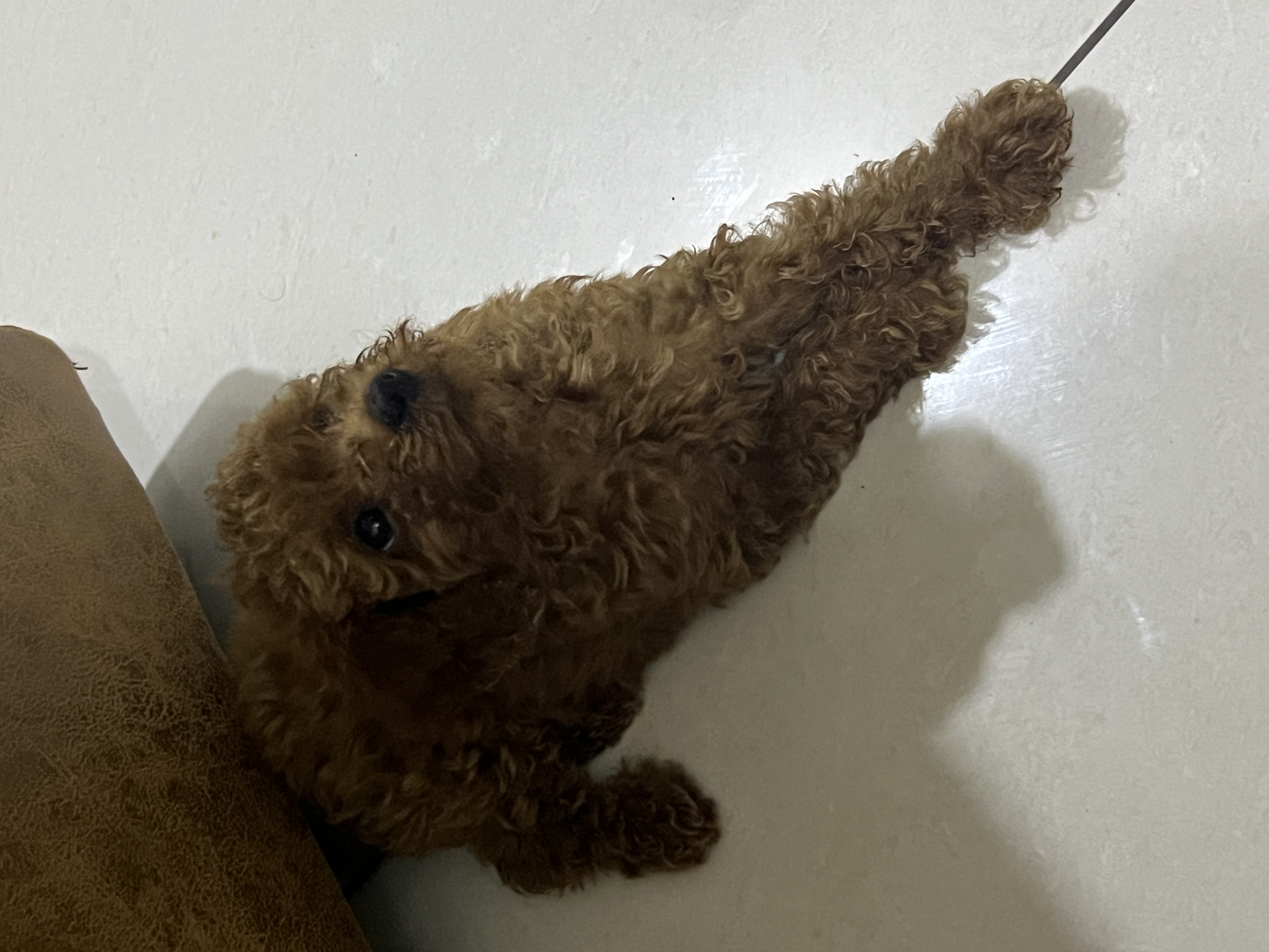 Toy poodle for sake