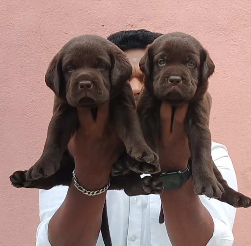 Lab