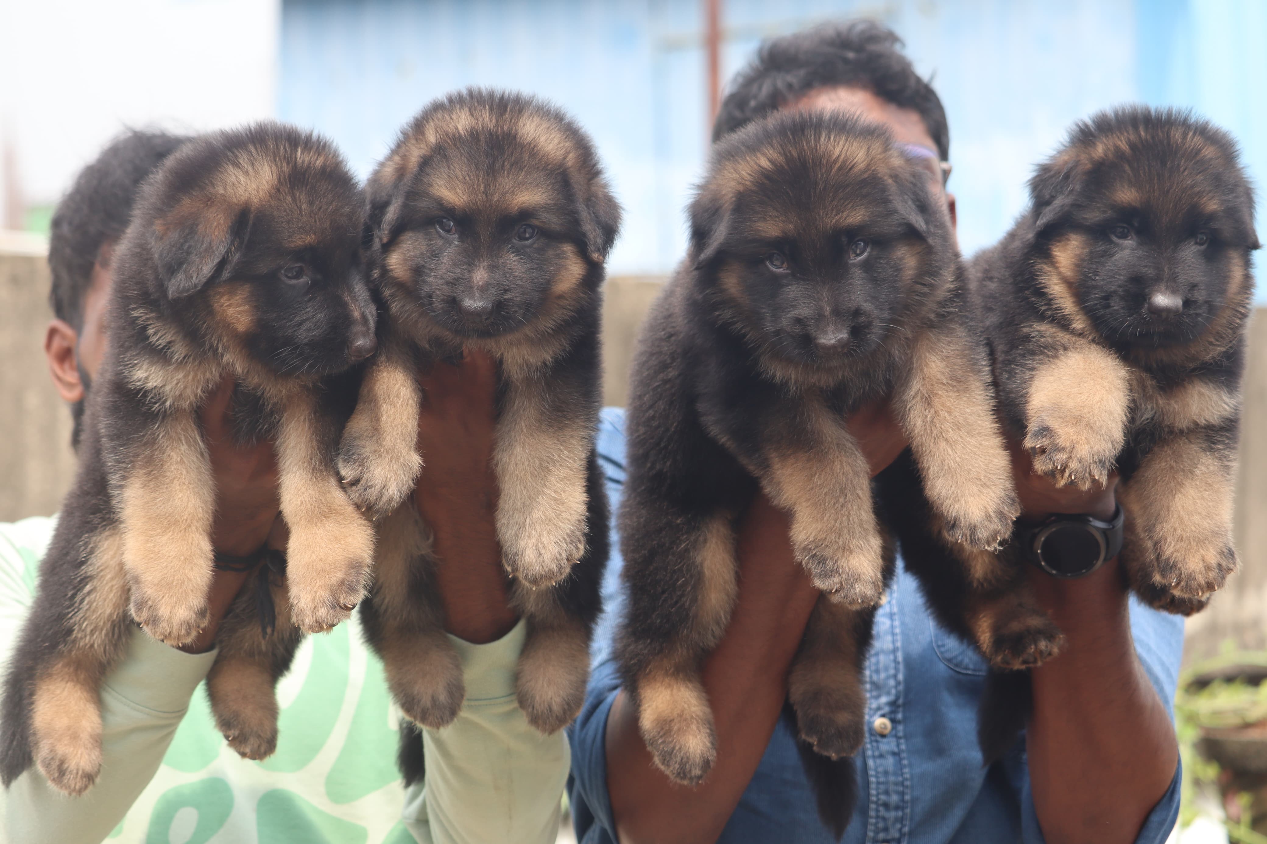 German shepherd