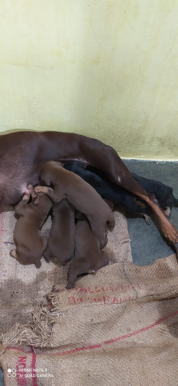 Doberman