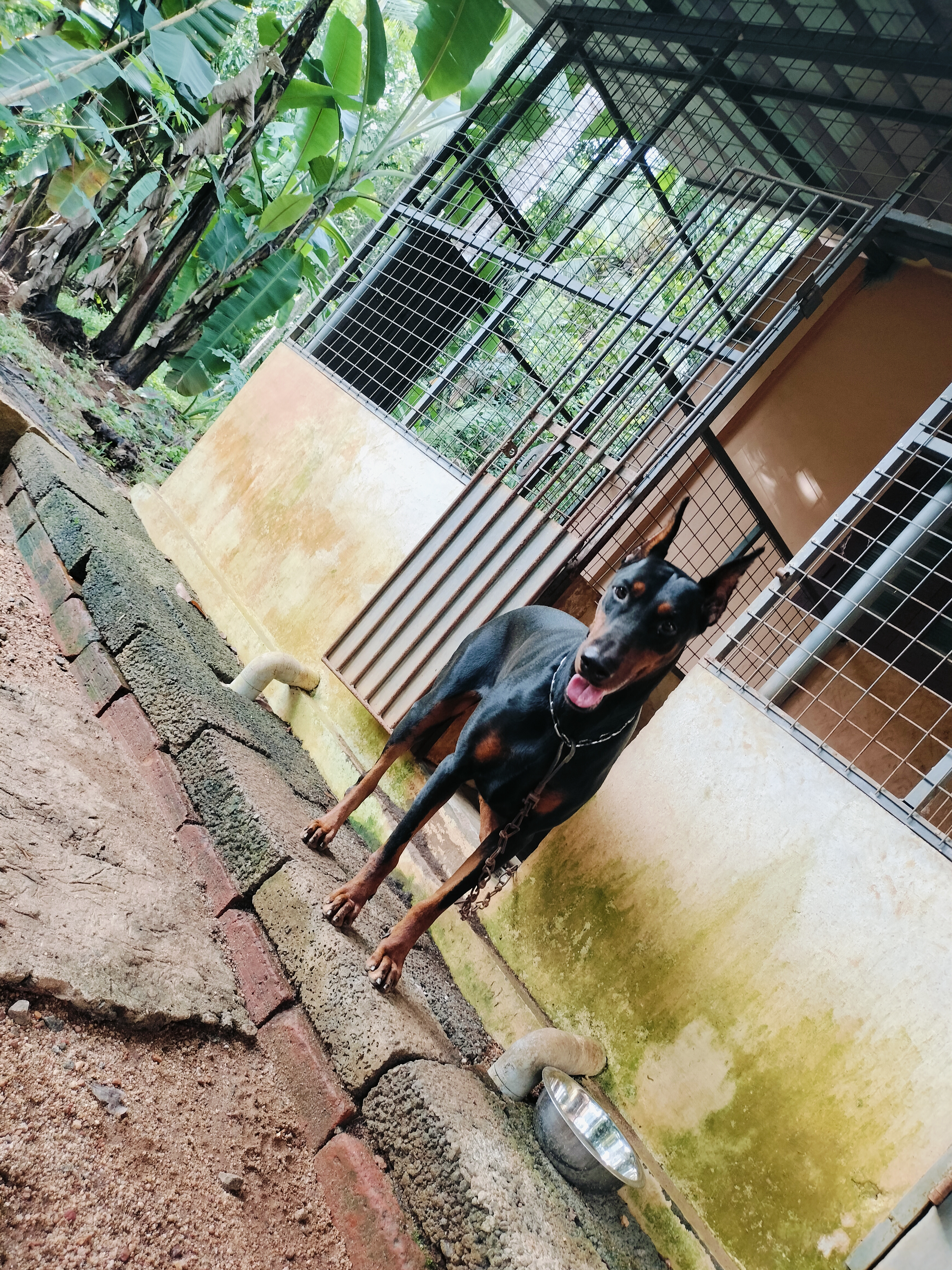 European Doberman