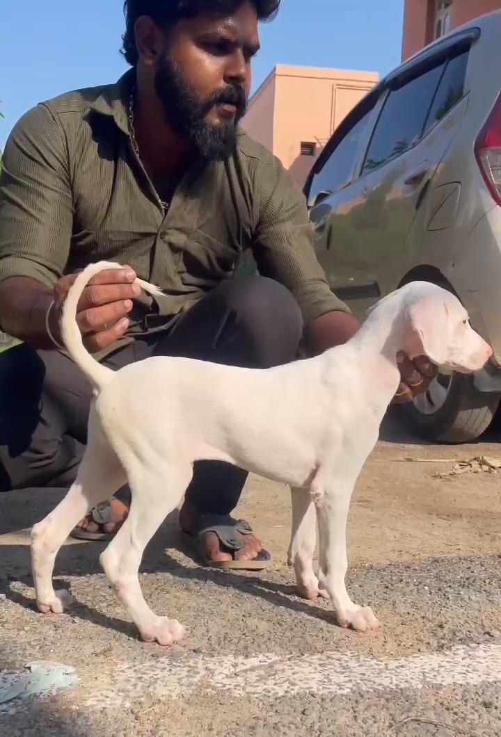 Raajappaalayam
