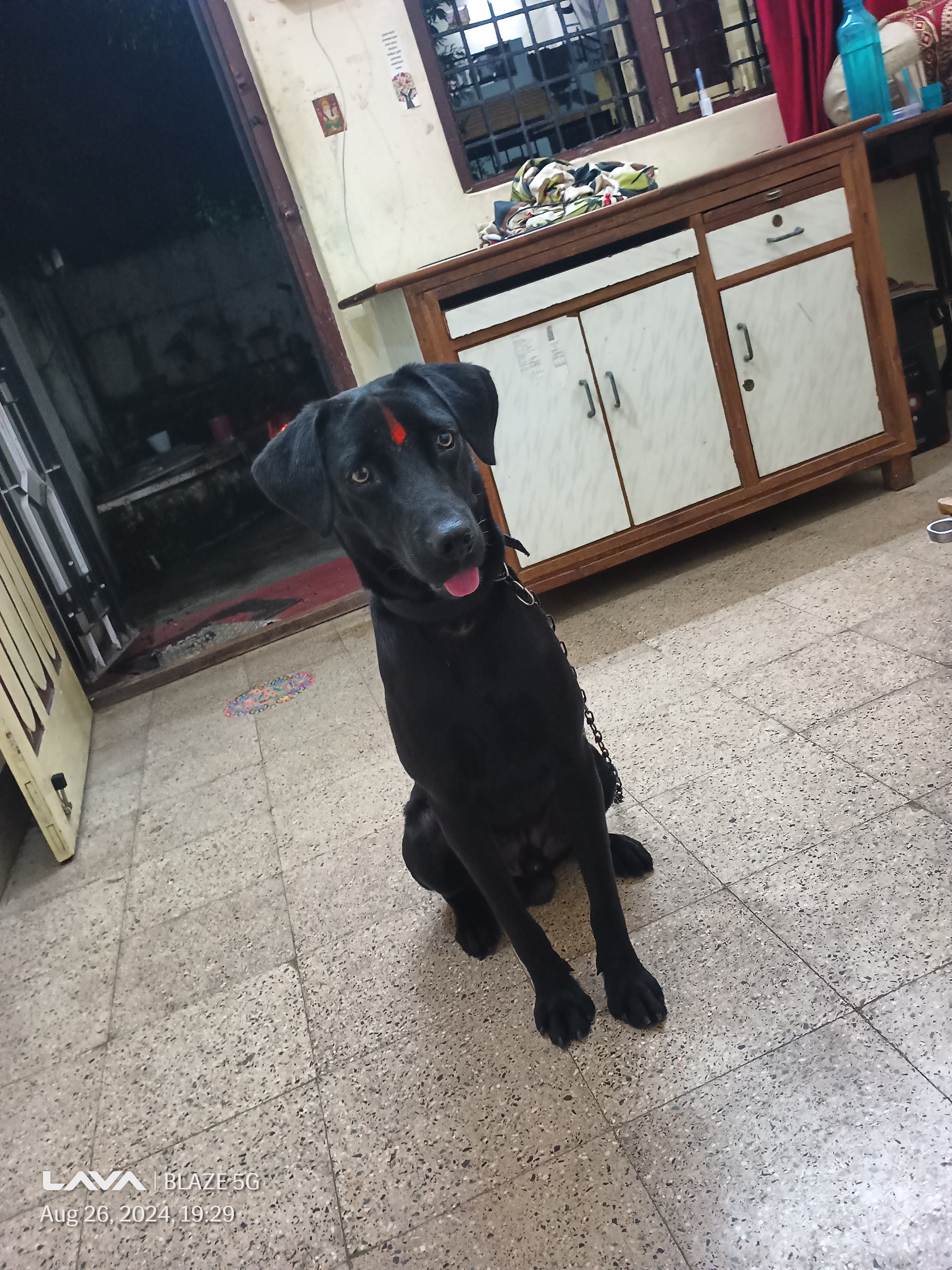 Labrador retriever