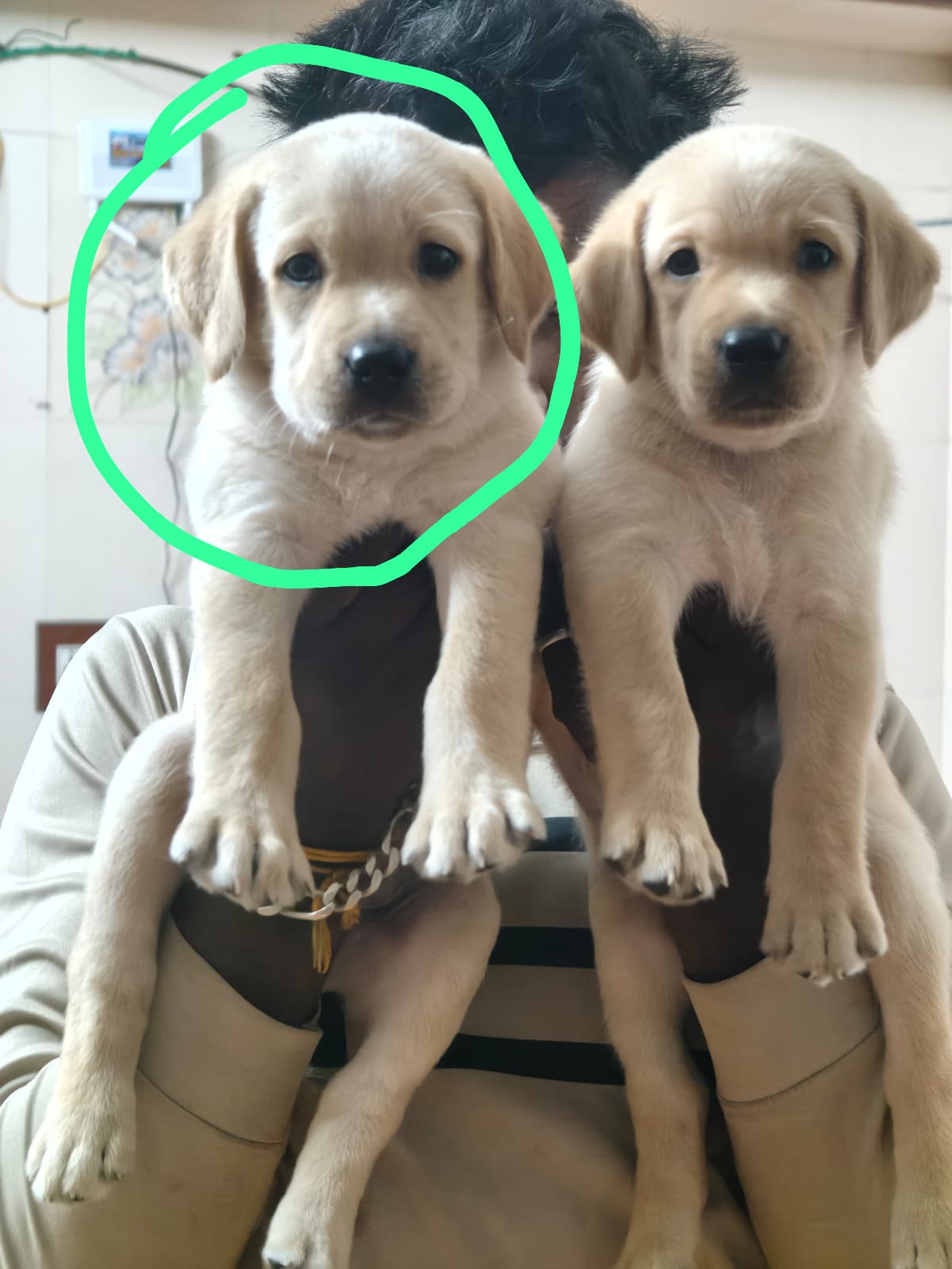 Lab