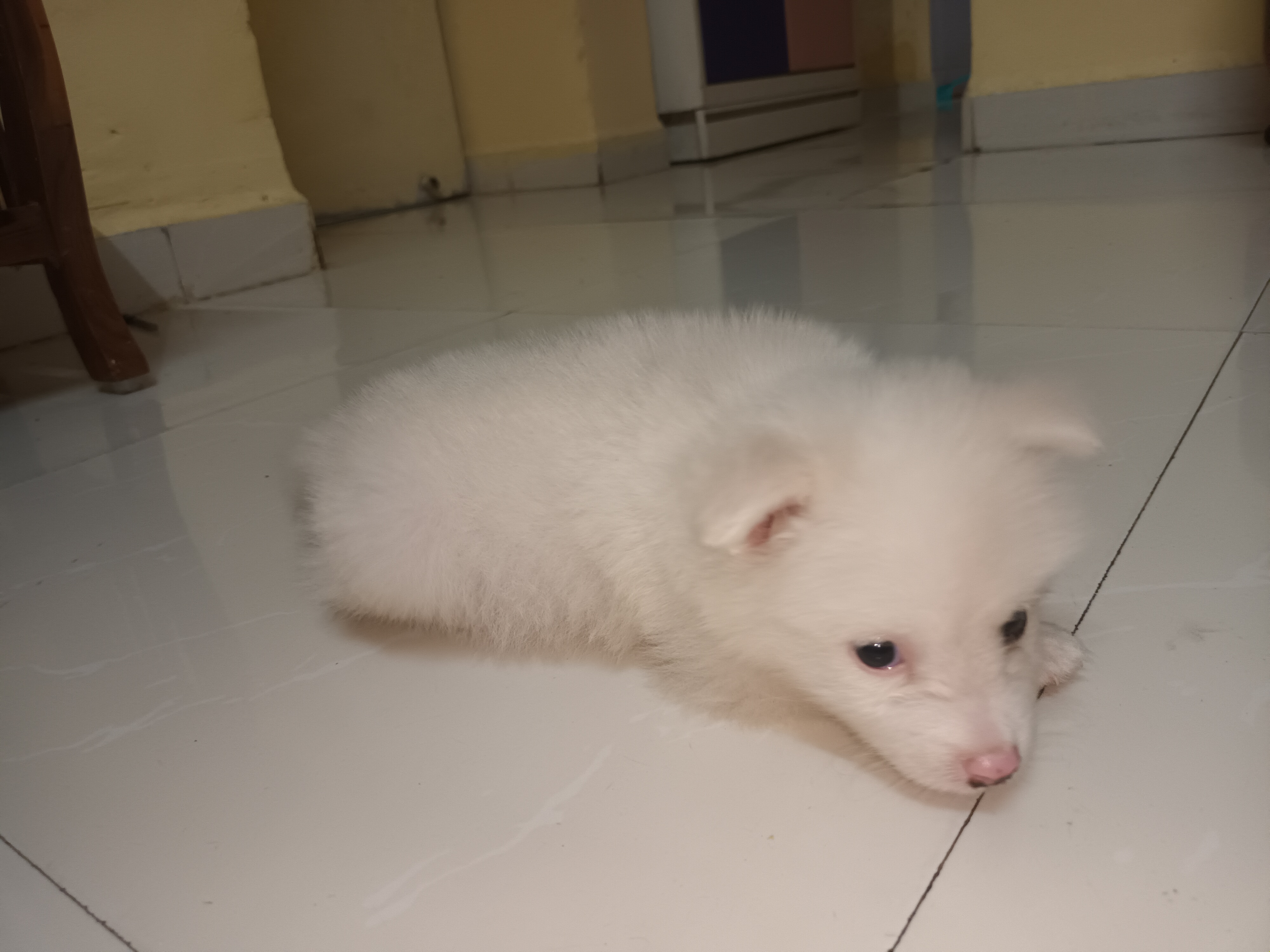Toy pom