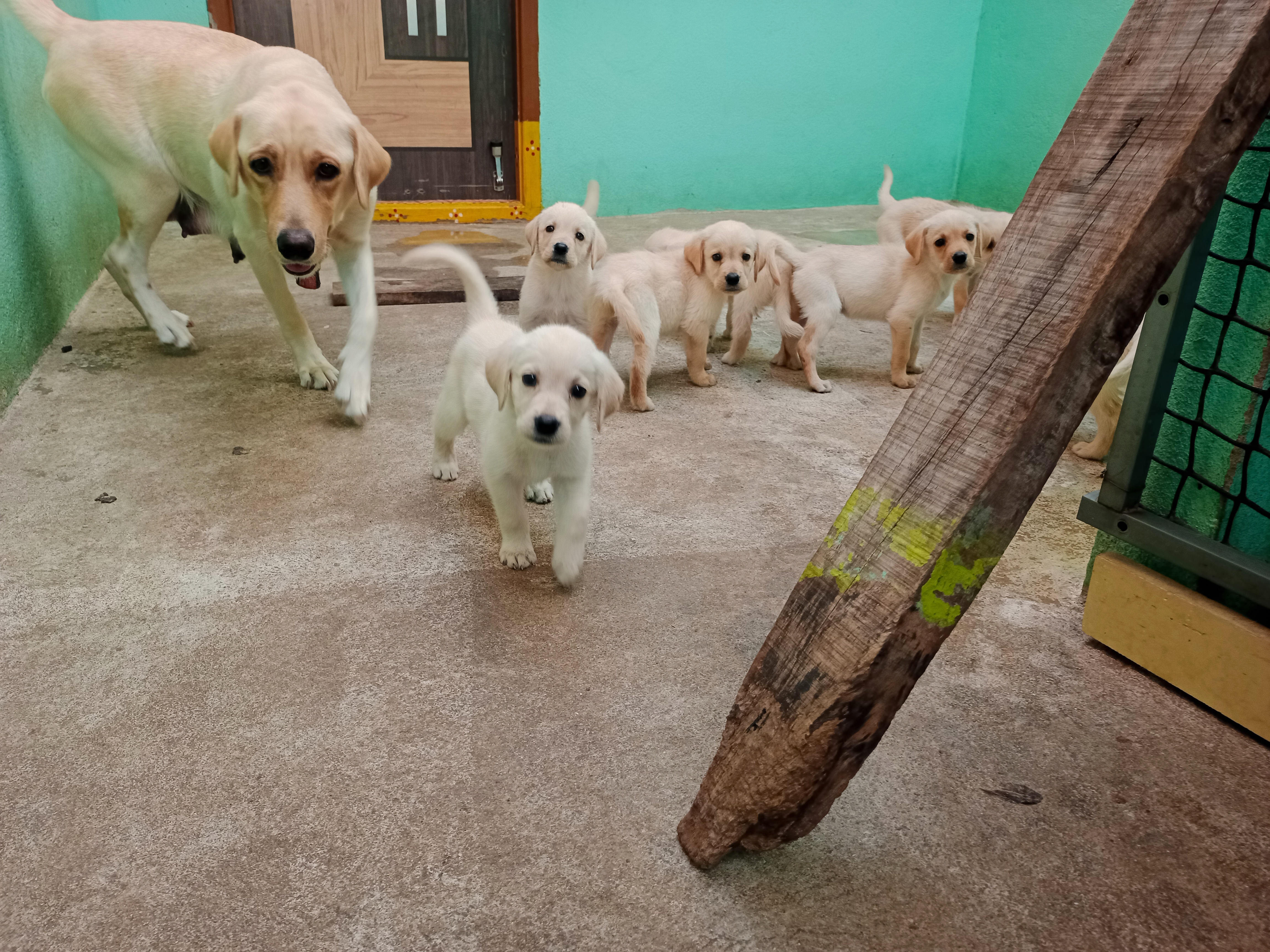 Lab puppies