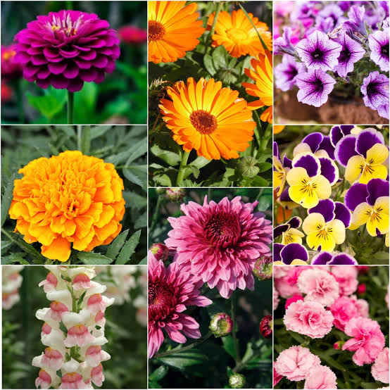 Flower sèeds