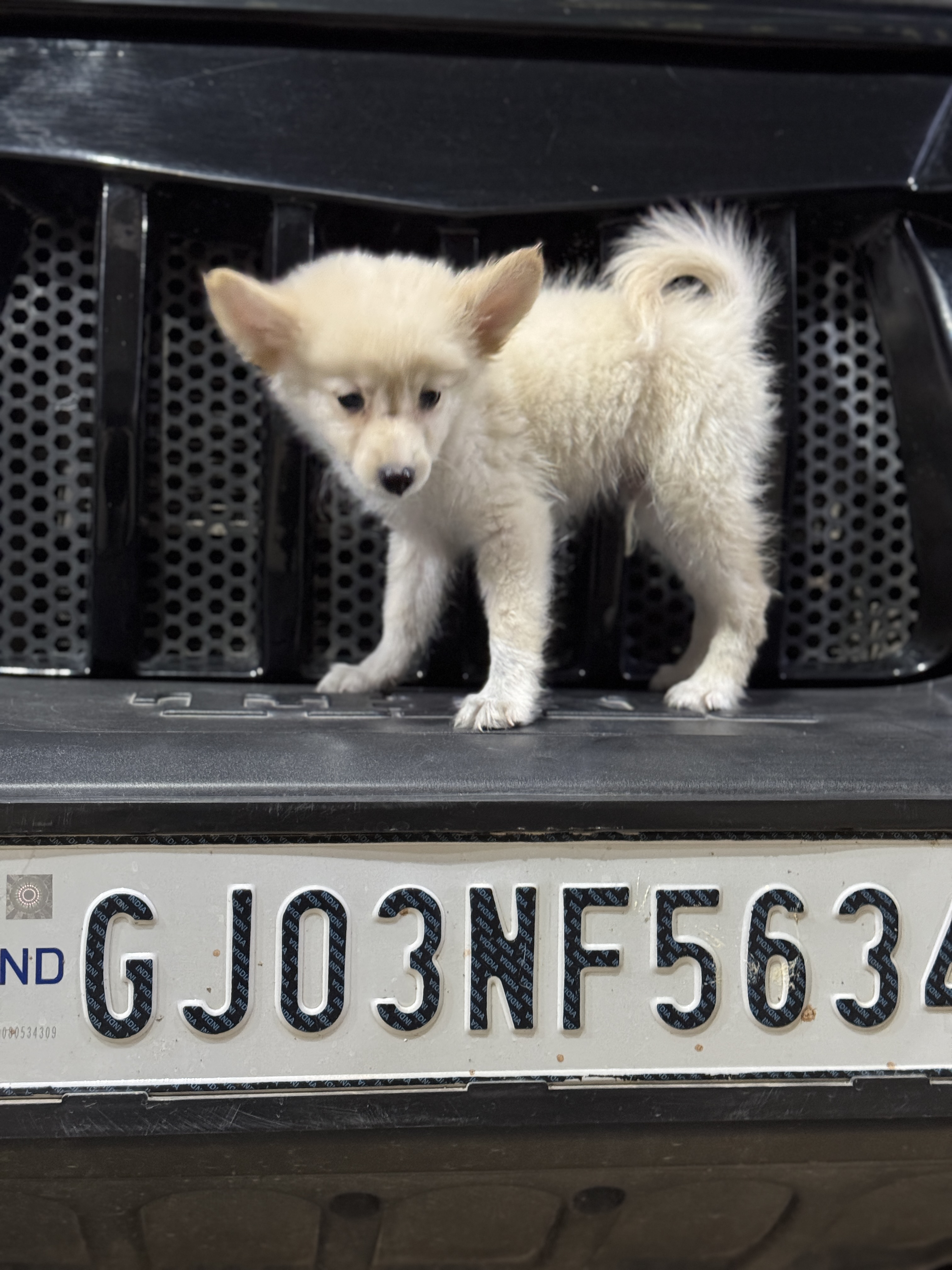 Pomeranian