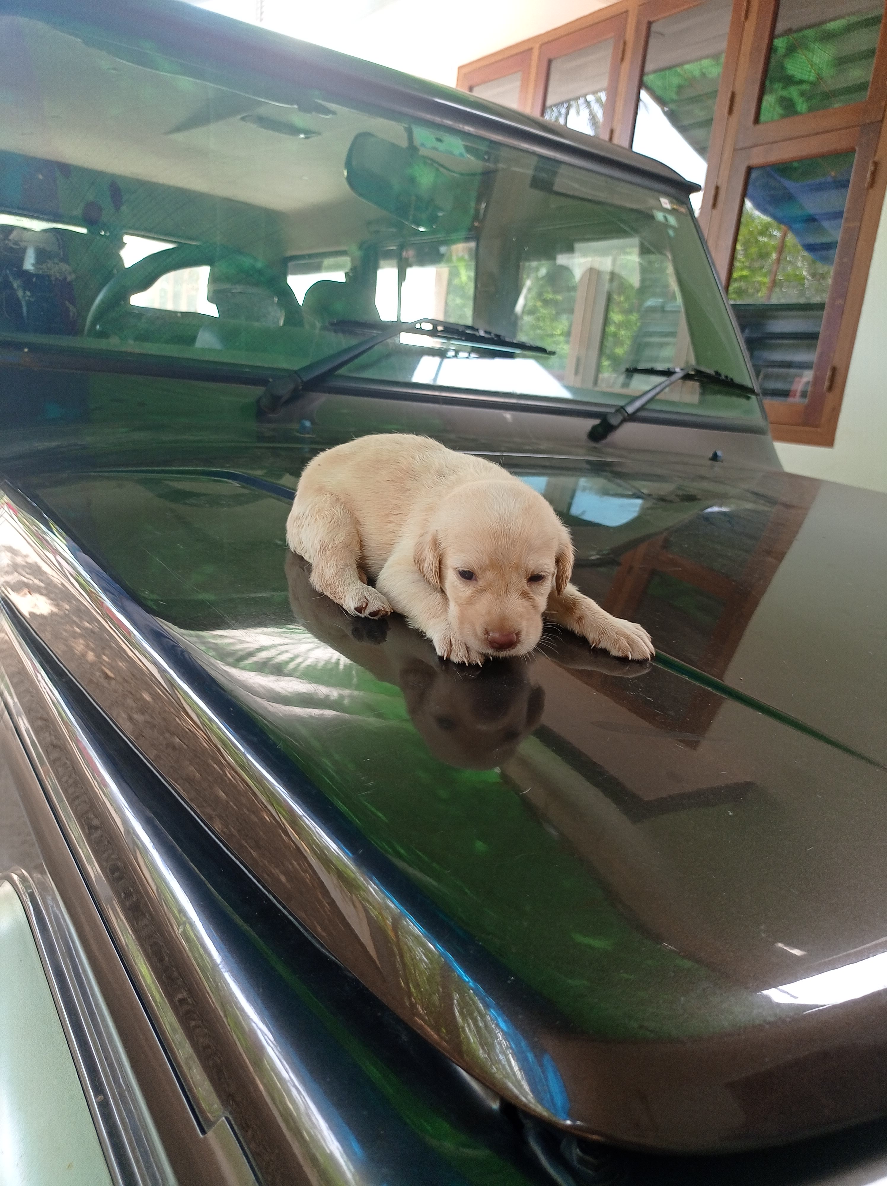 Labrador puppies