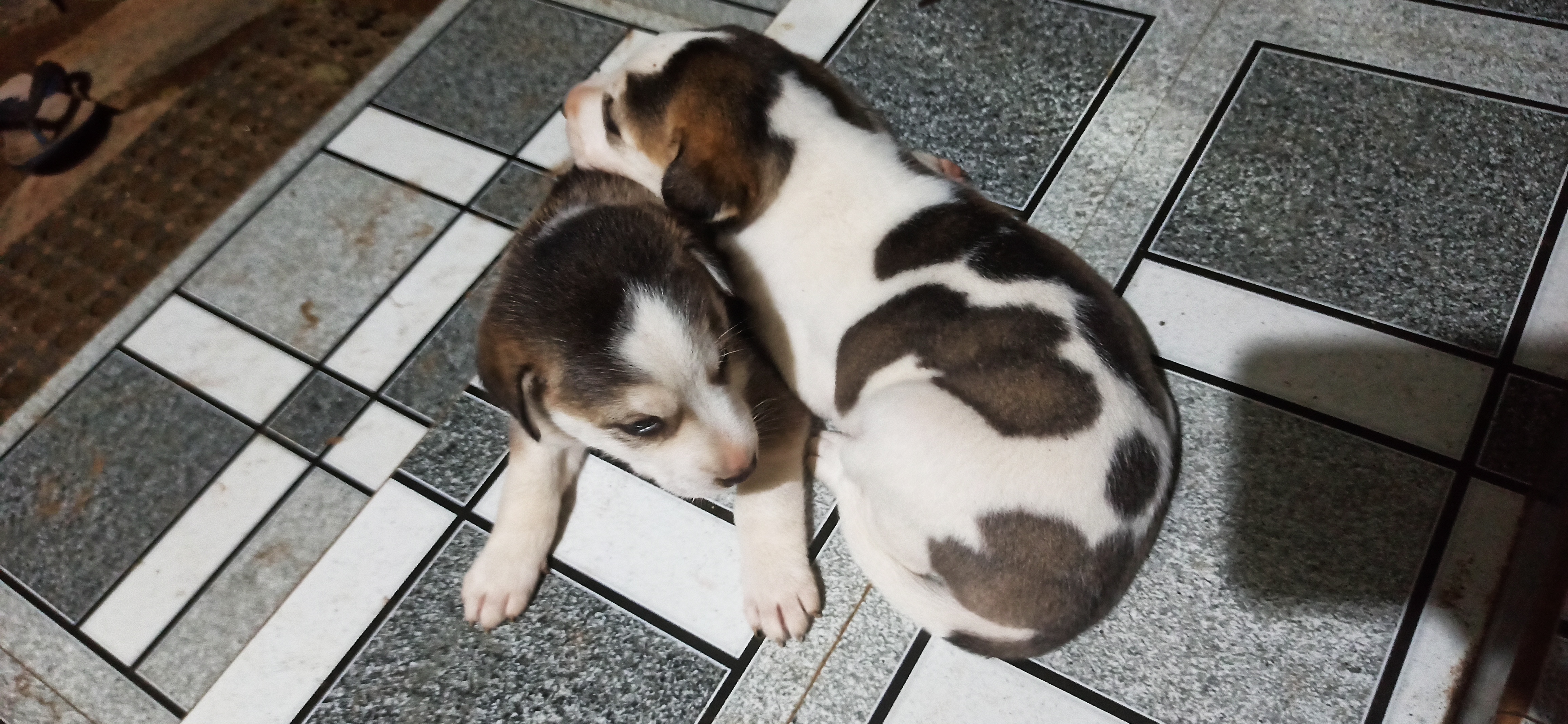 Dog