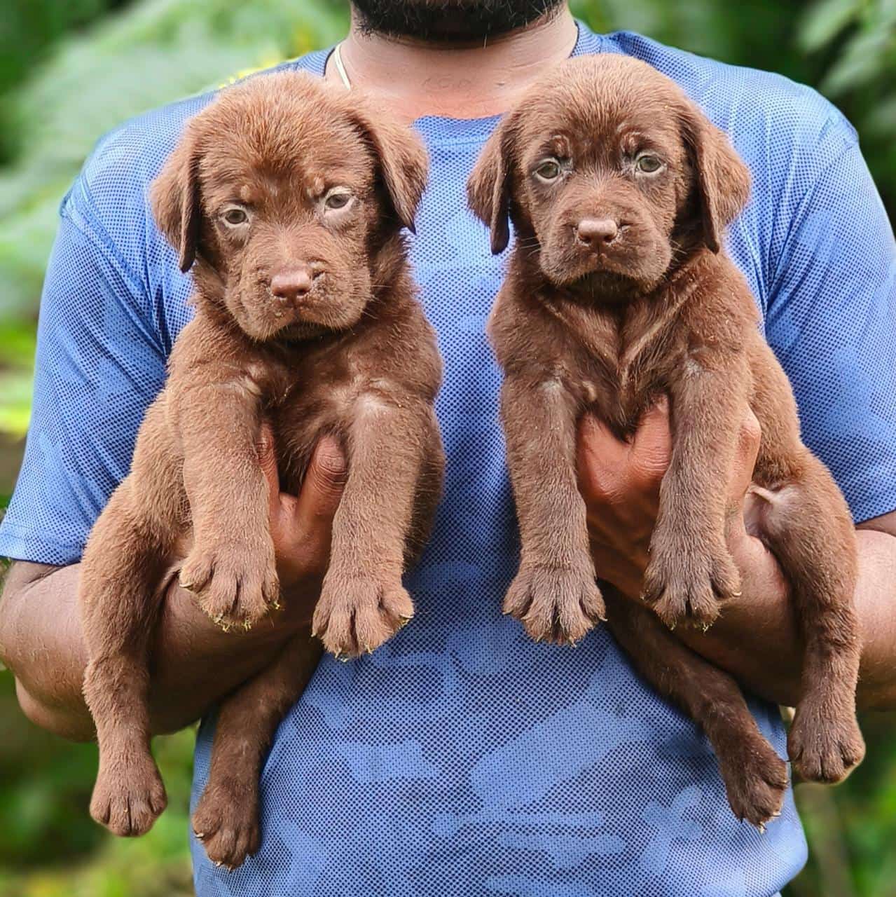 Labrador puppy