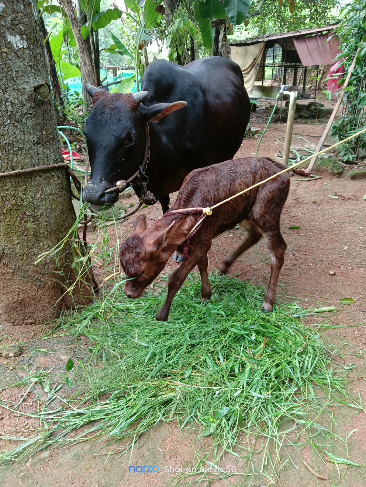 Vechoor cow and cattle