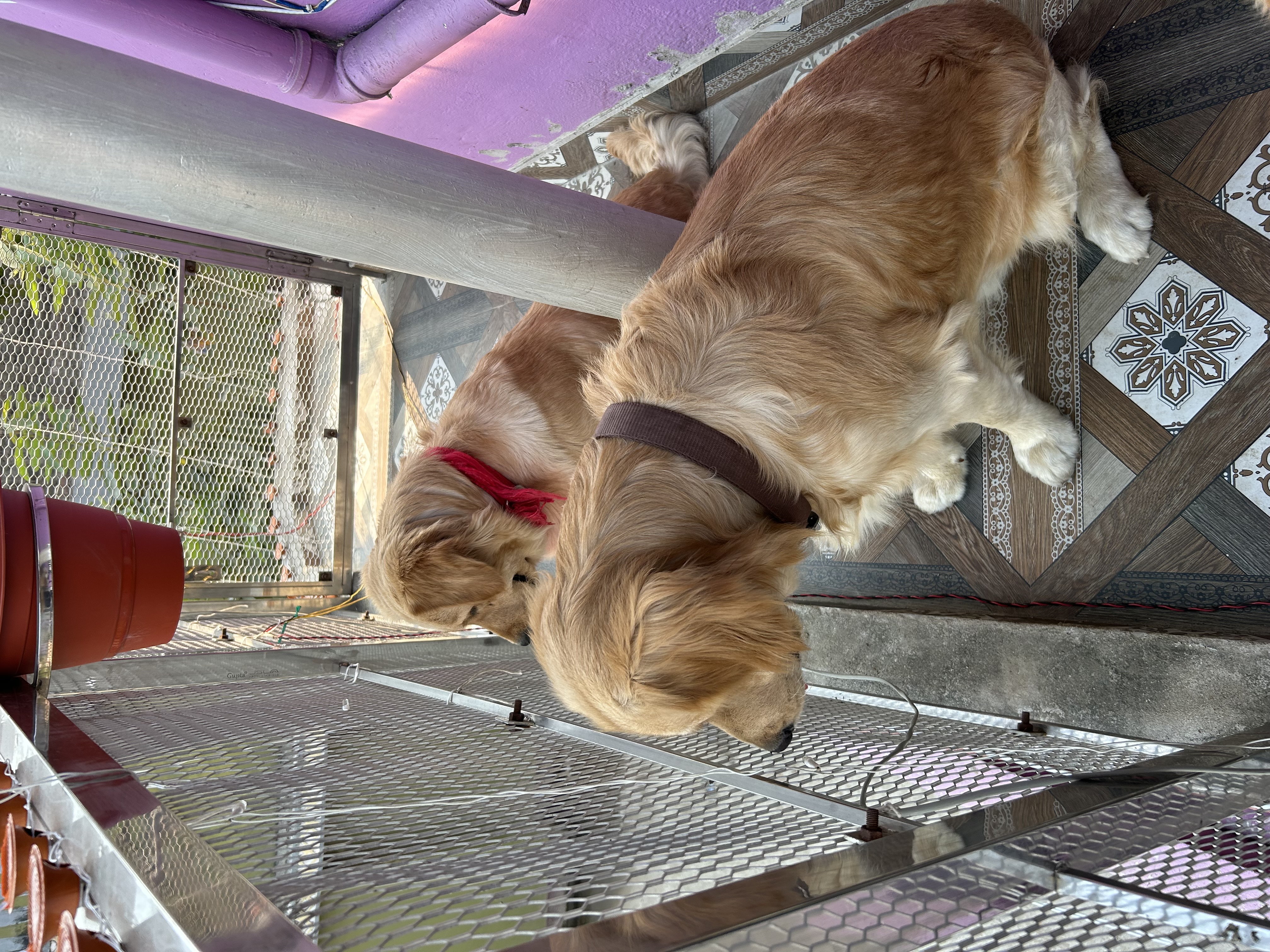 Golden retreiver