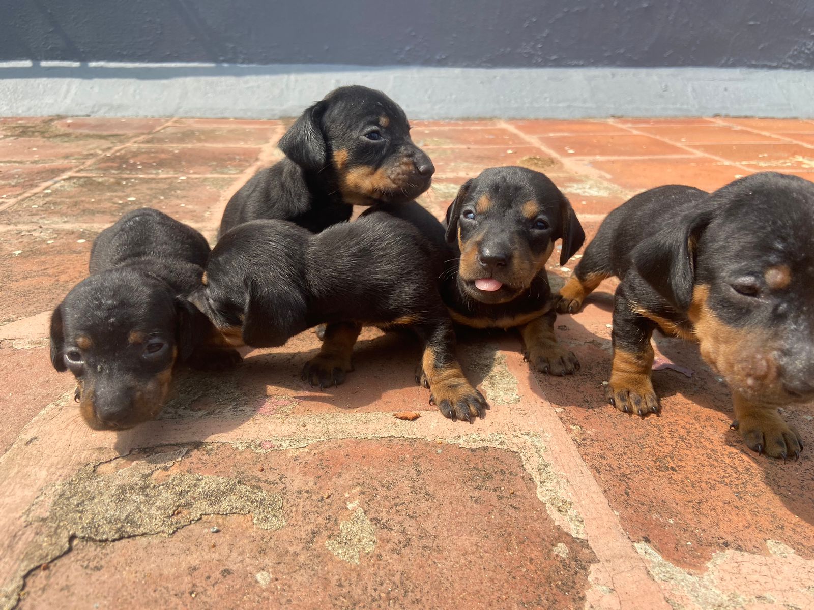 Dashund
