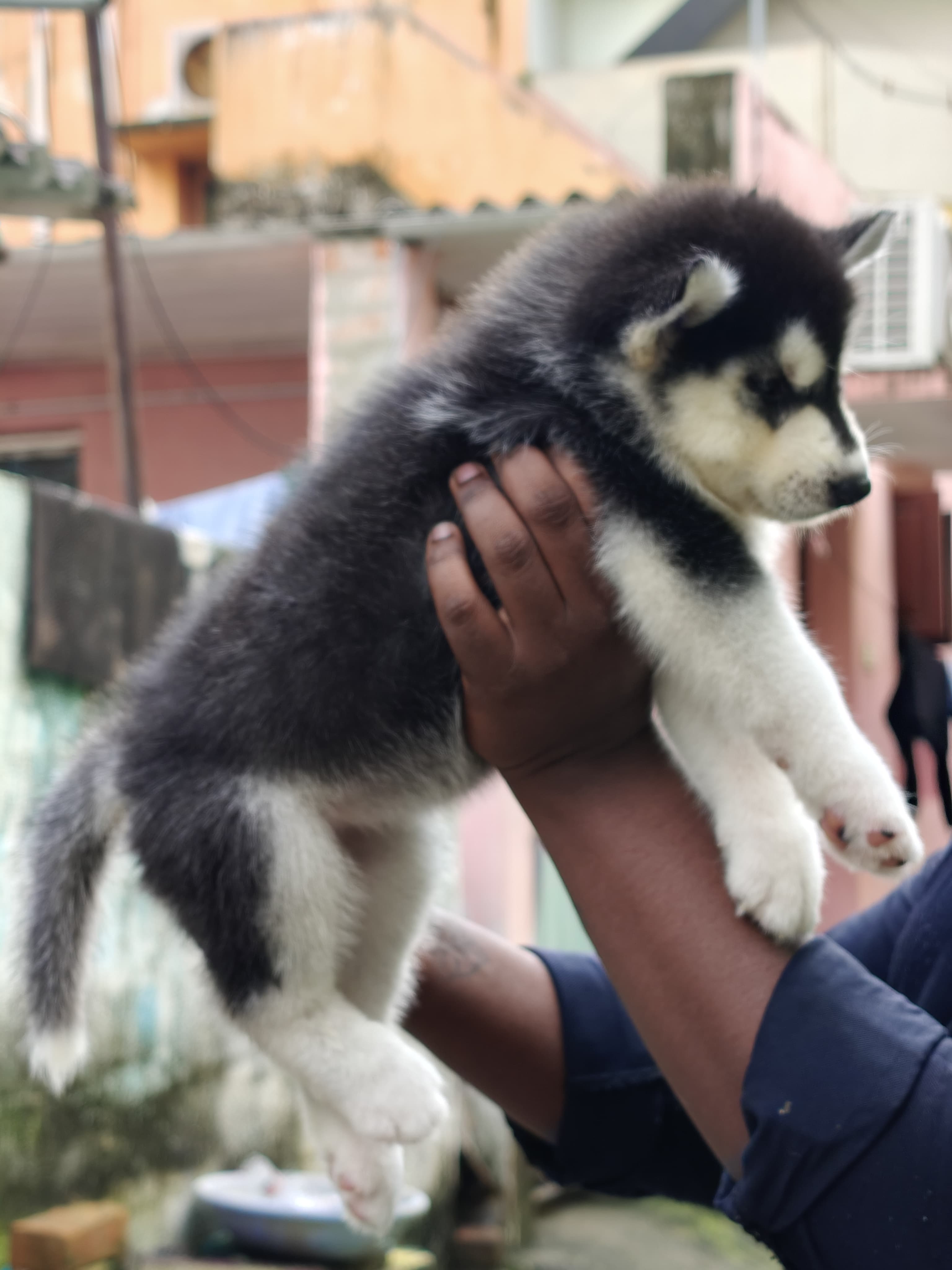 Husky