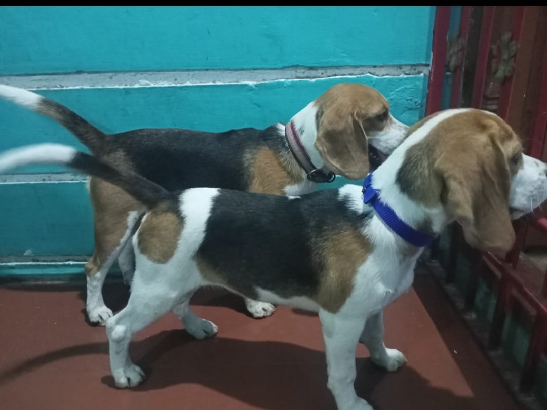 Beagle