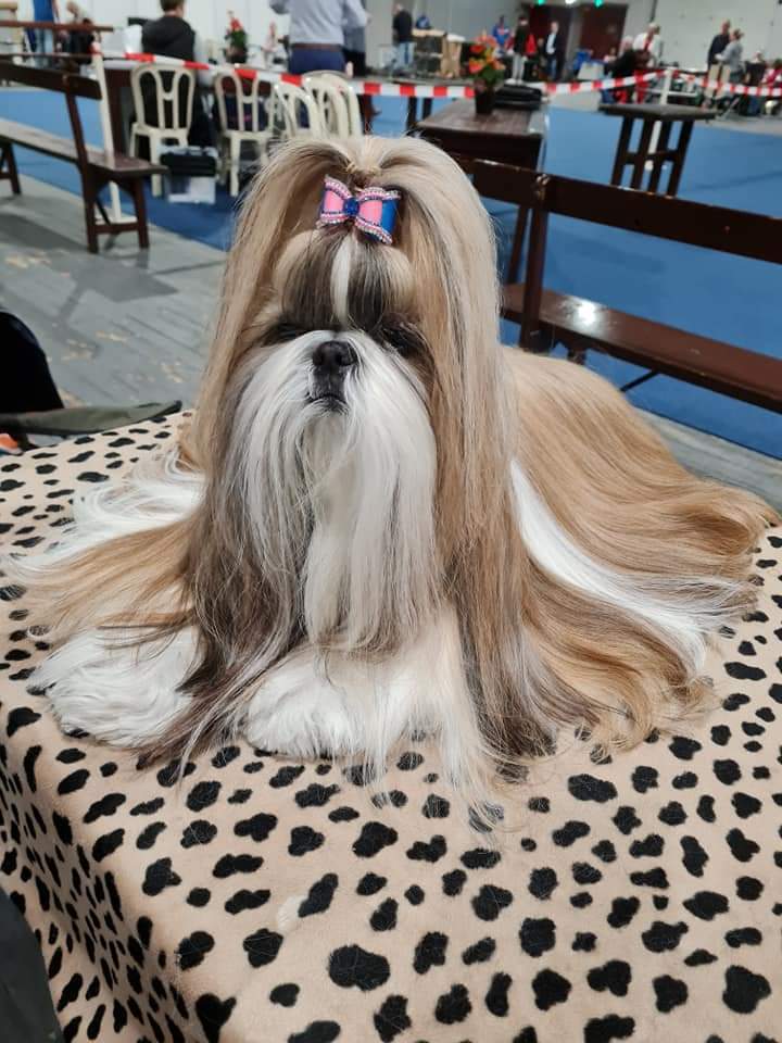 Shih Tzu puppies for sale