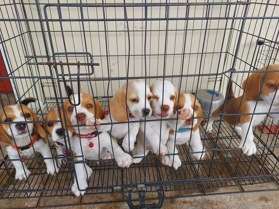 beagle puppy