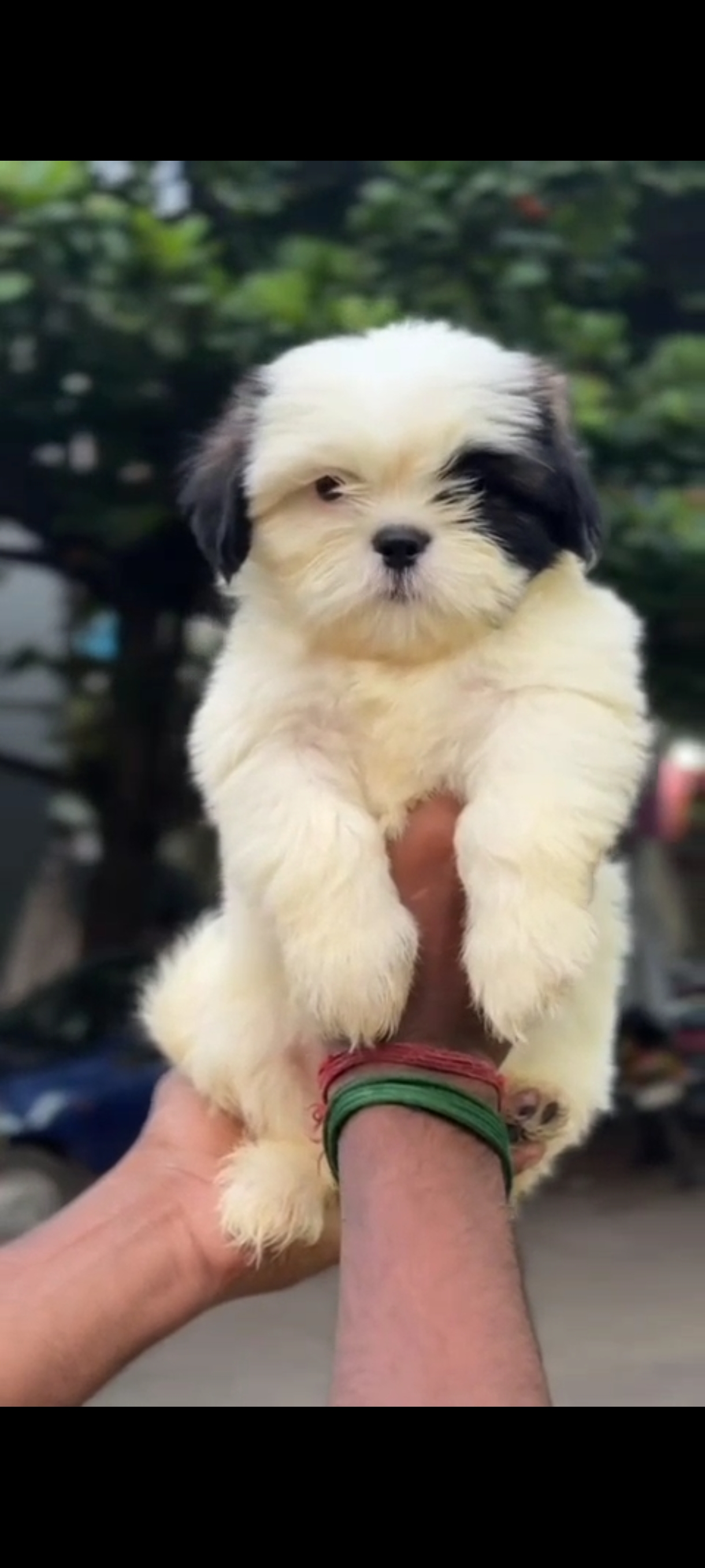 Puppy sale