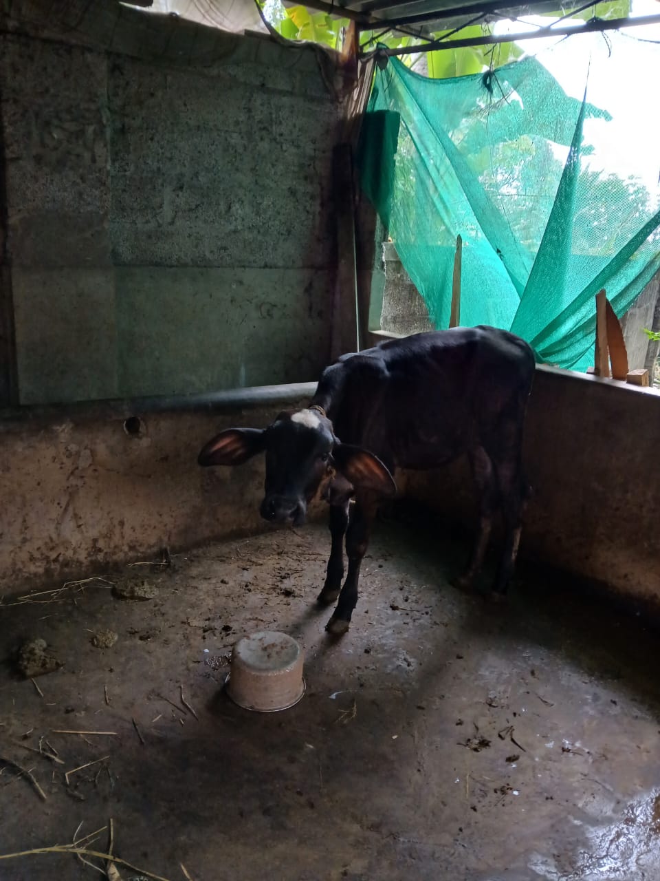 Cow and Heifer Calf