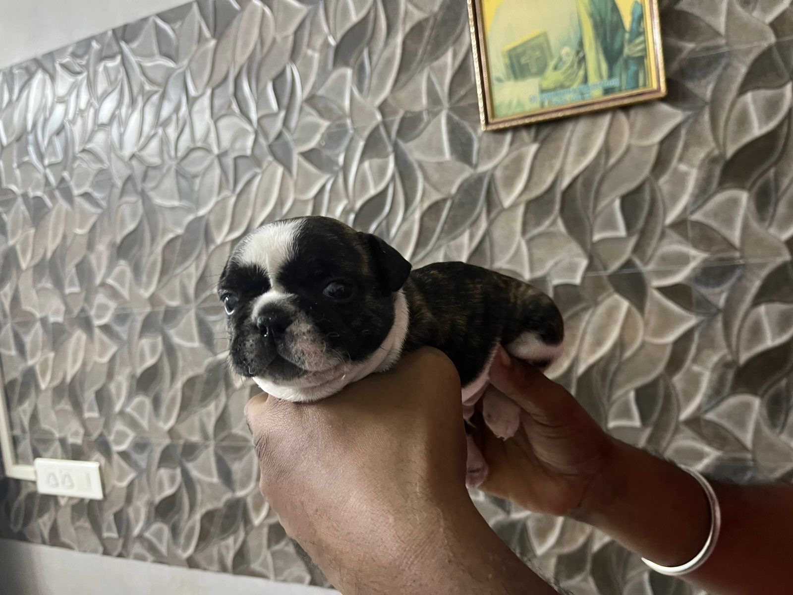 French Bulldog
