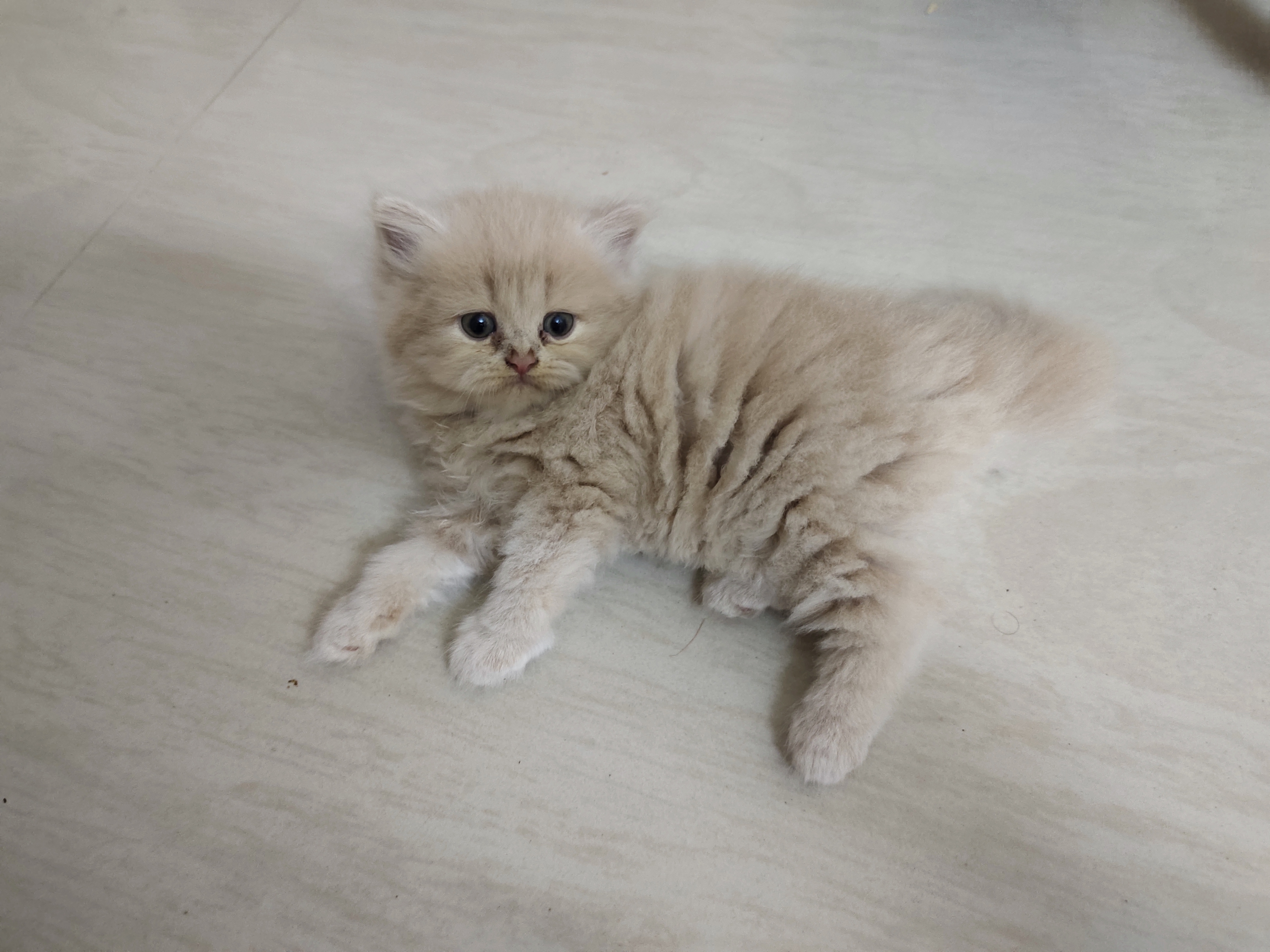 Persian Cats for Sale