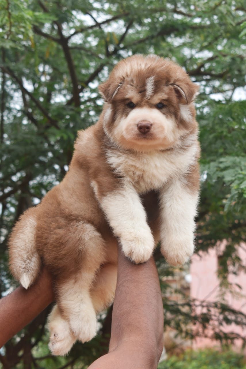 Husky puppies price