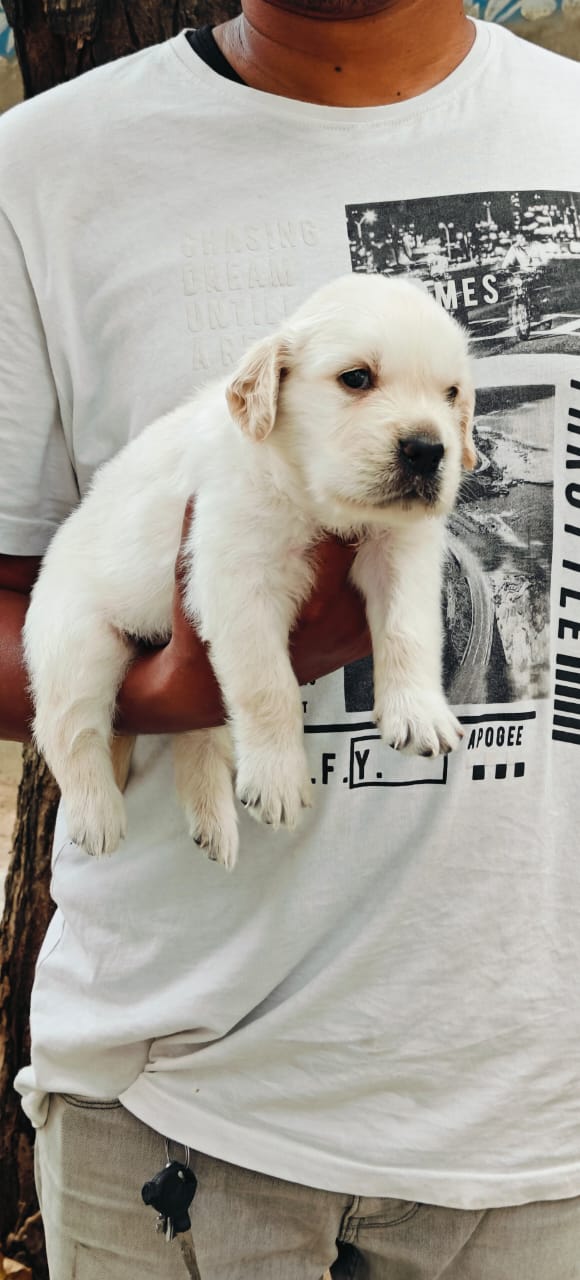 Labrador puppy