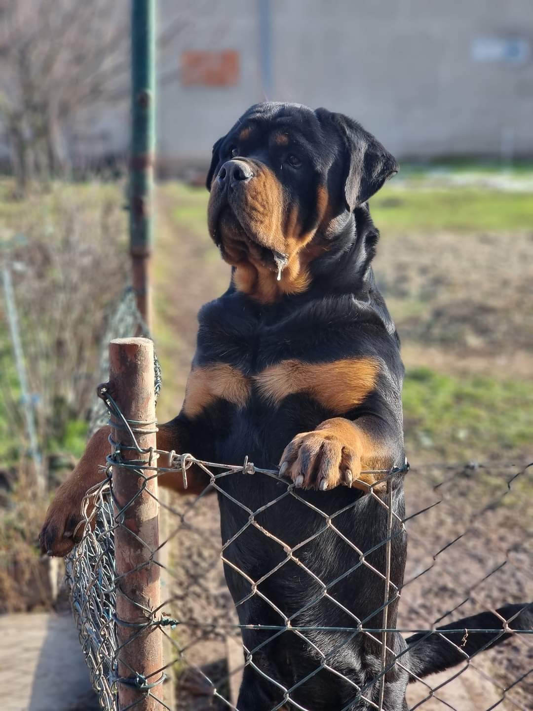 Rottweiler puppies