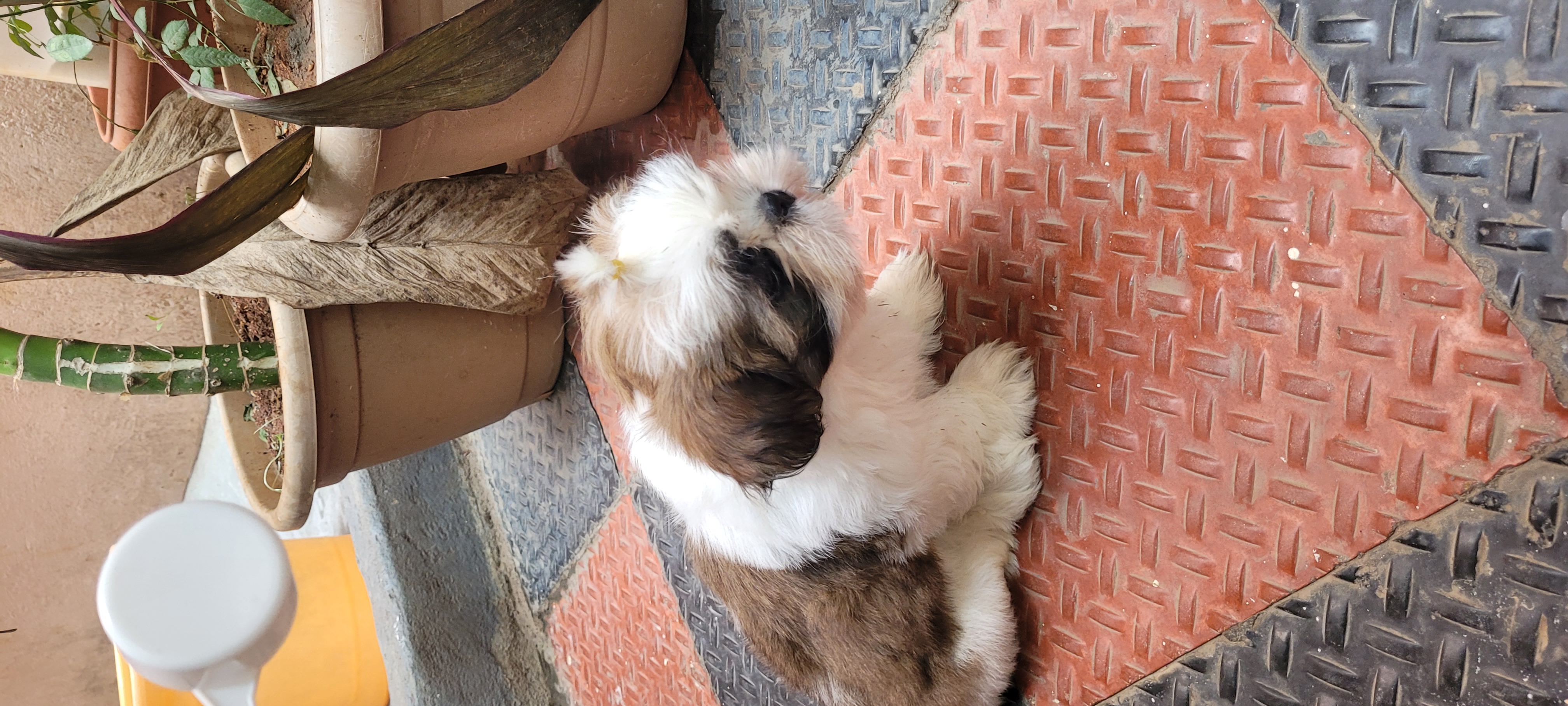 Shihtzu