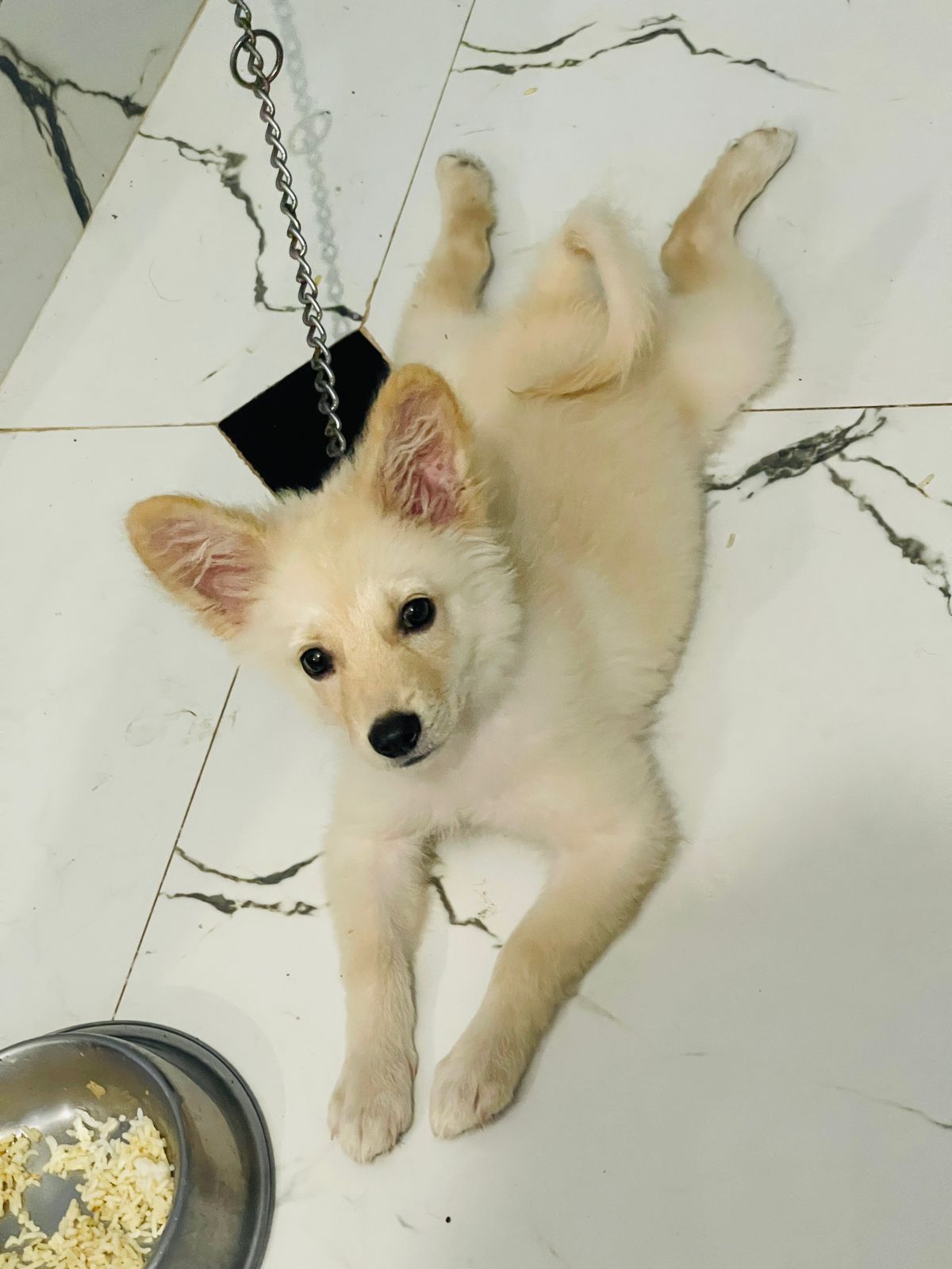 Male puppy