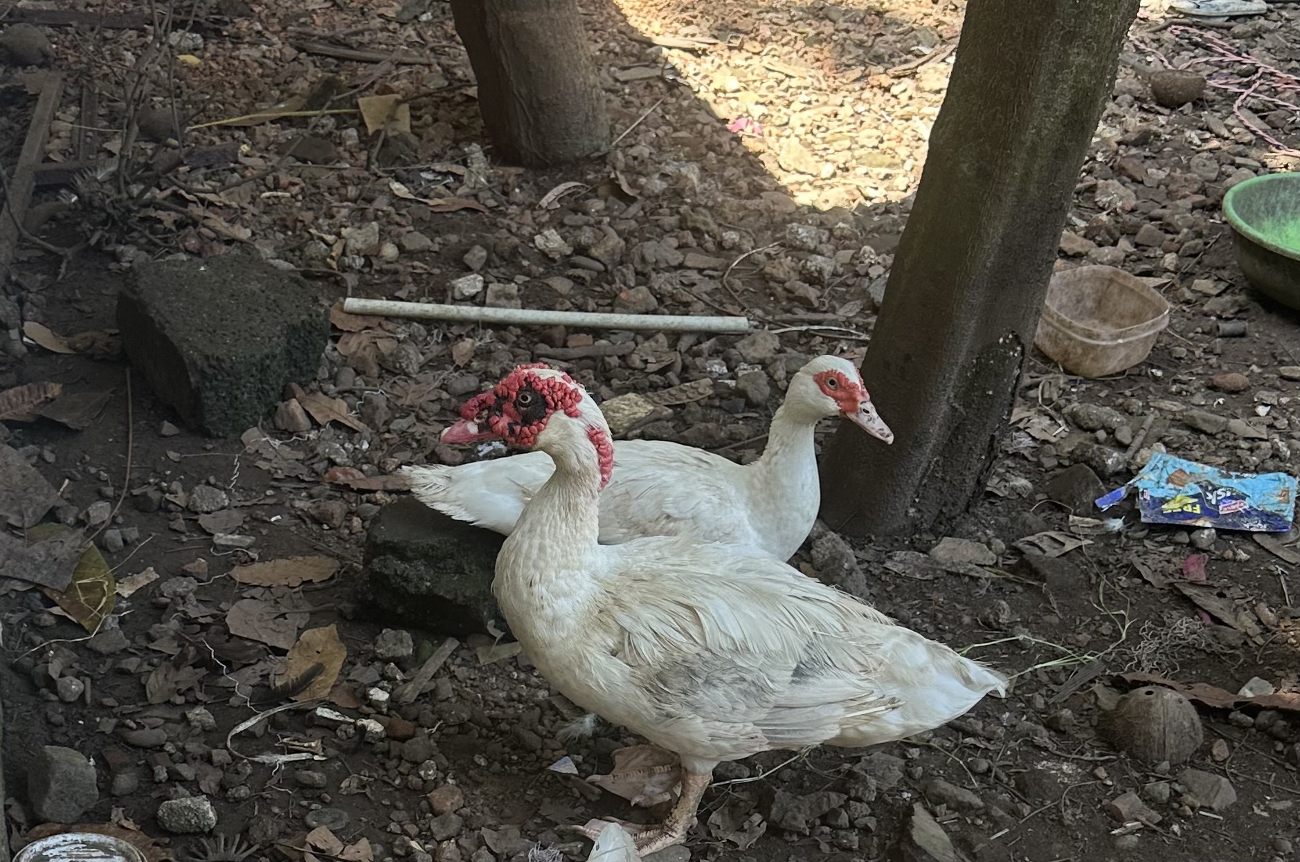 Duck for sale
