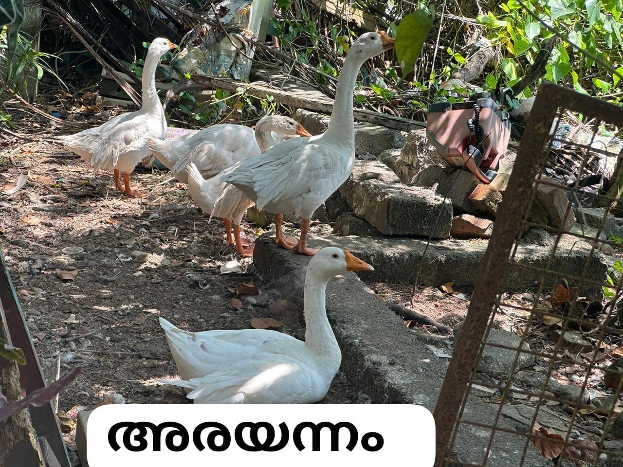 Goose