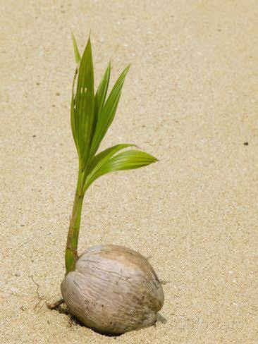 Organic coconut seed