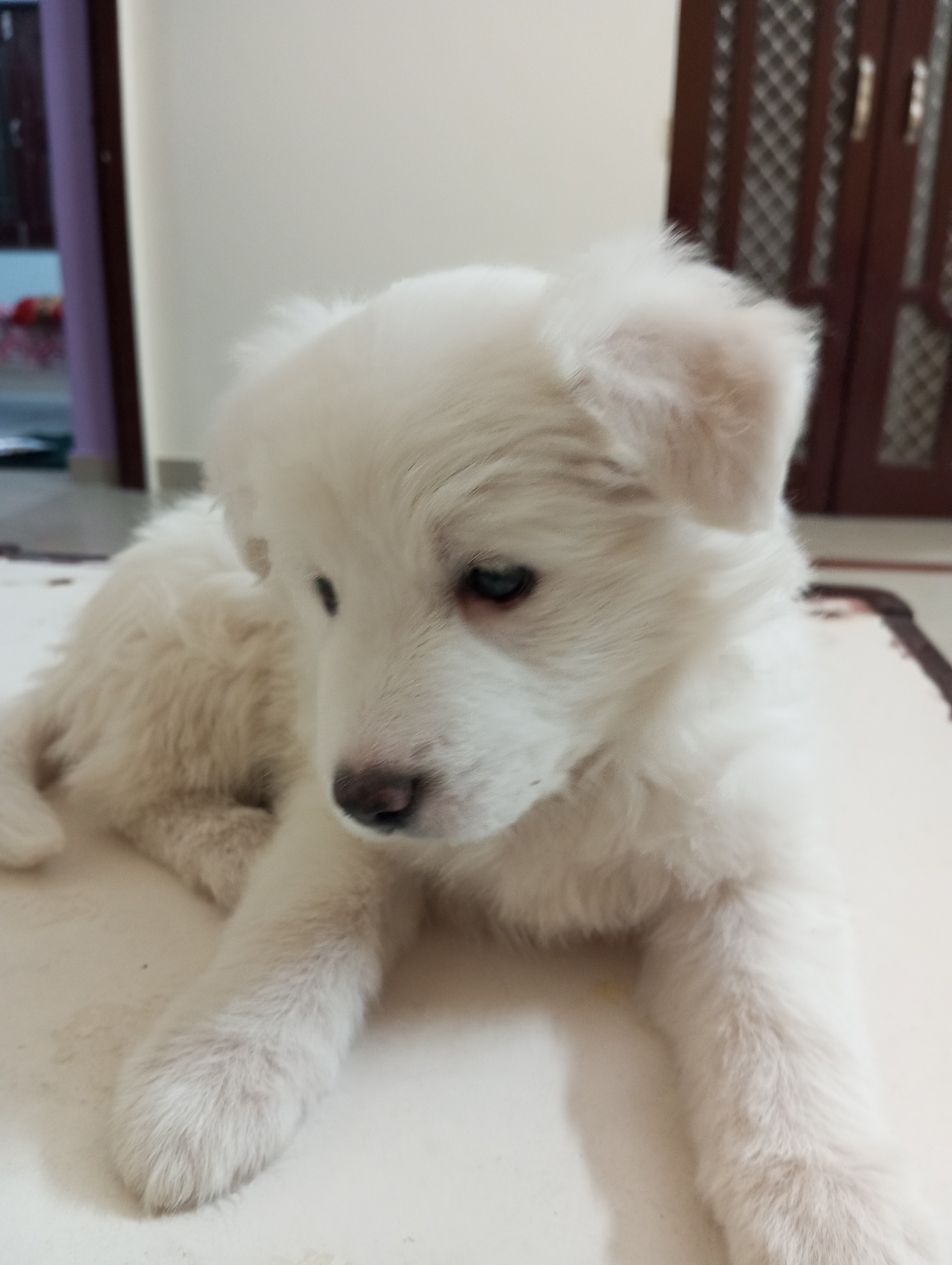 Pomeranian puppy