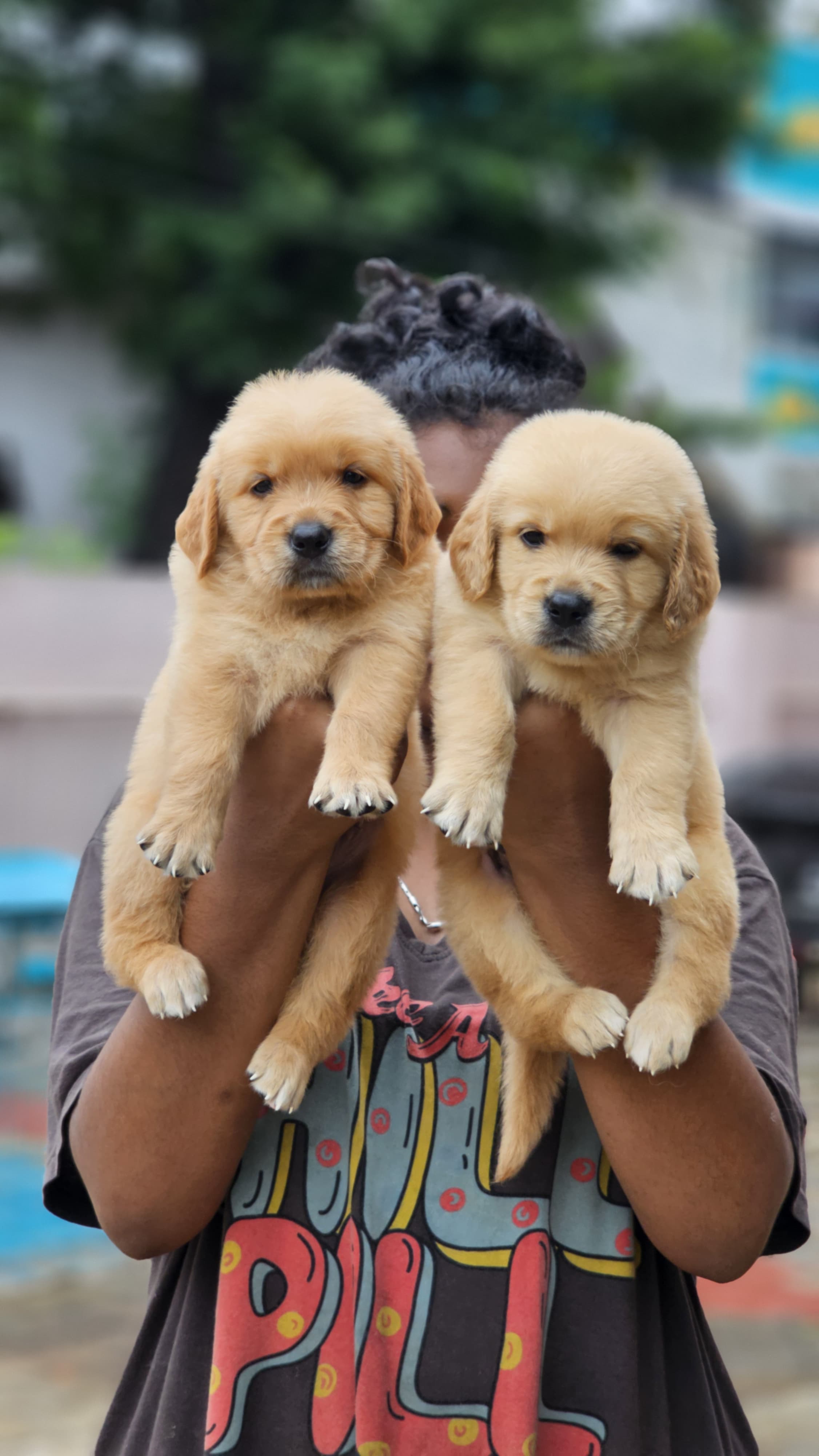 Golden retriever