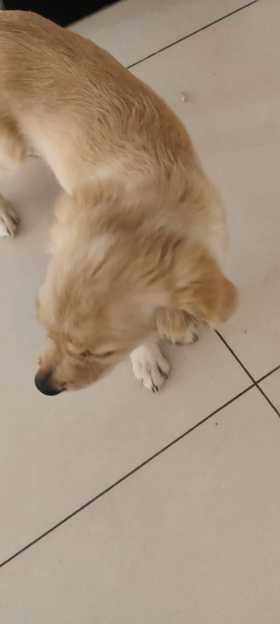 Golden Retriever