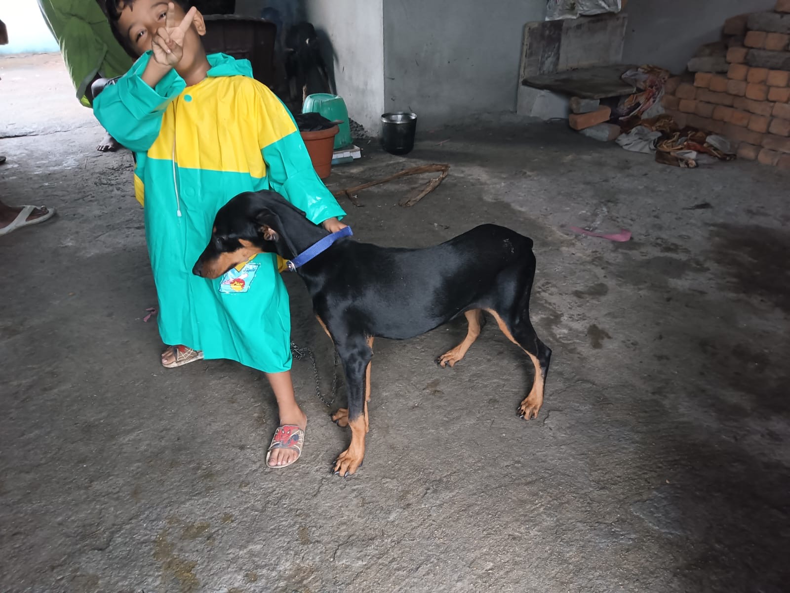 Doberman