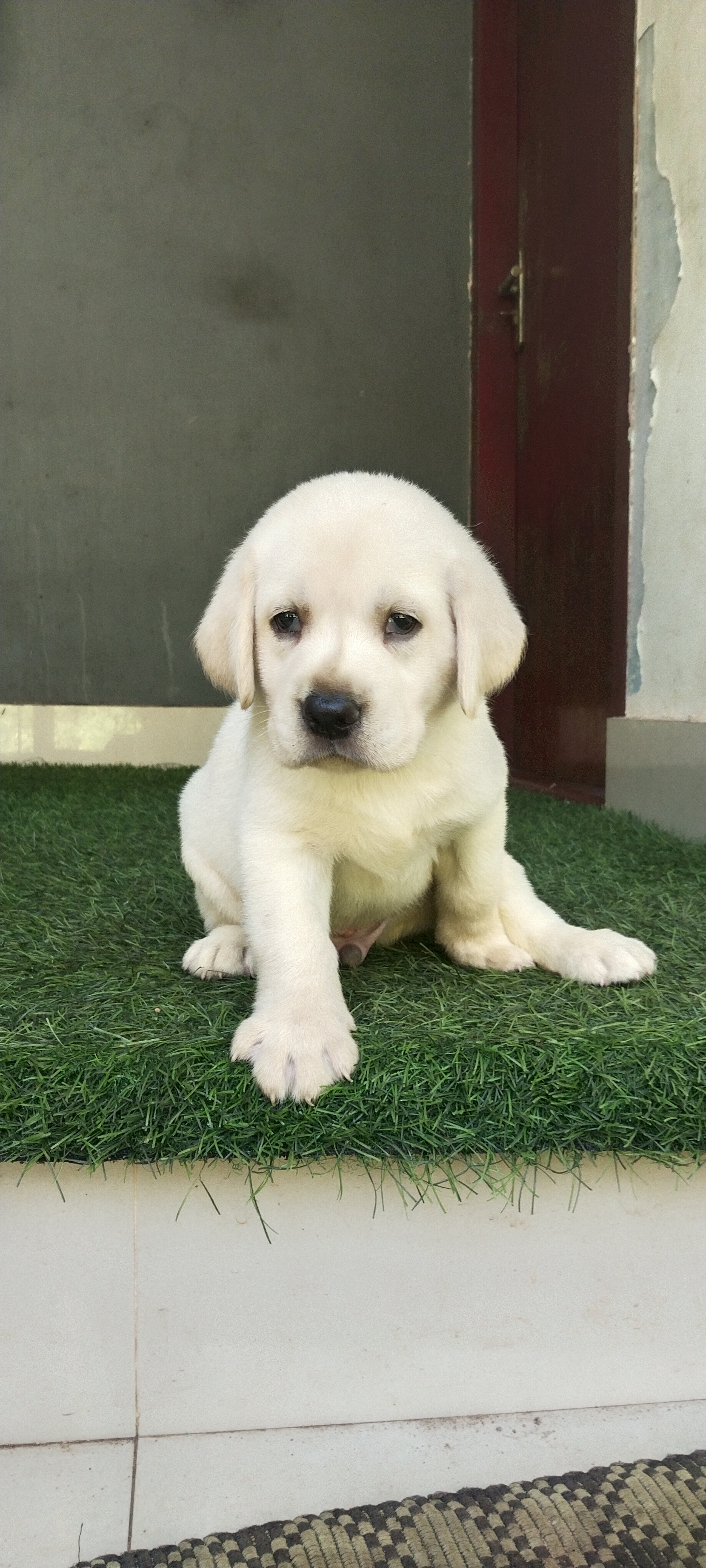 Quality lab puppies
