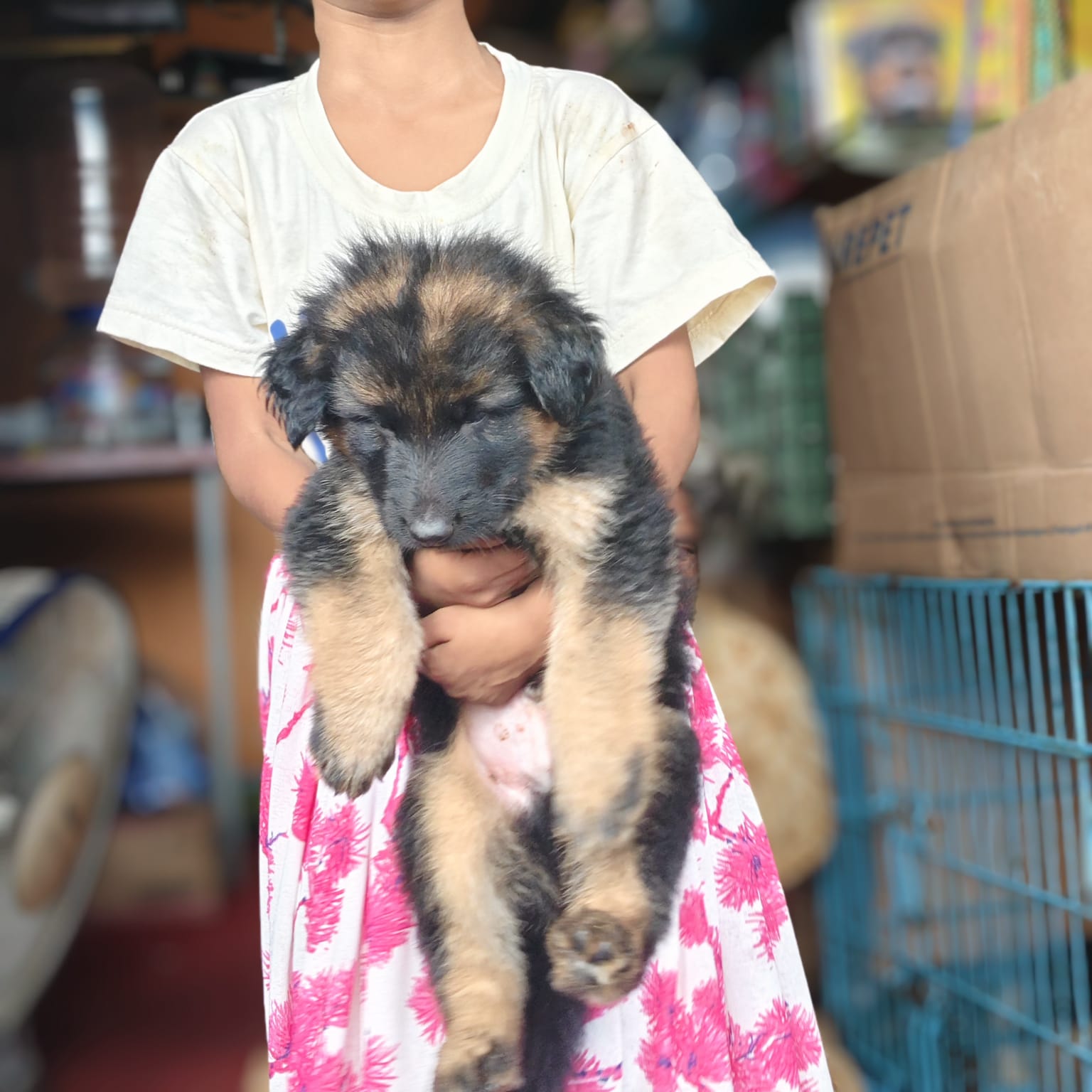 German shepherd